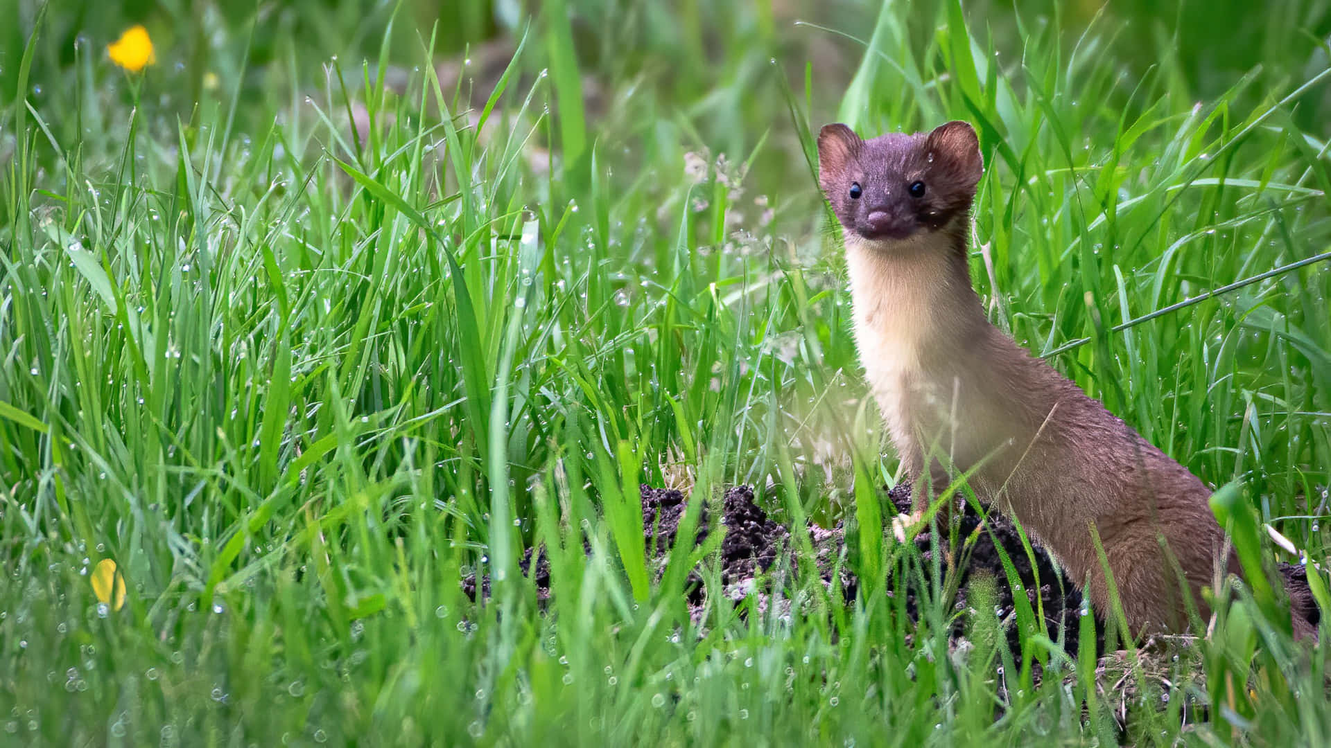 Alert Weaselin Grass.jpg Background