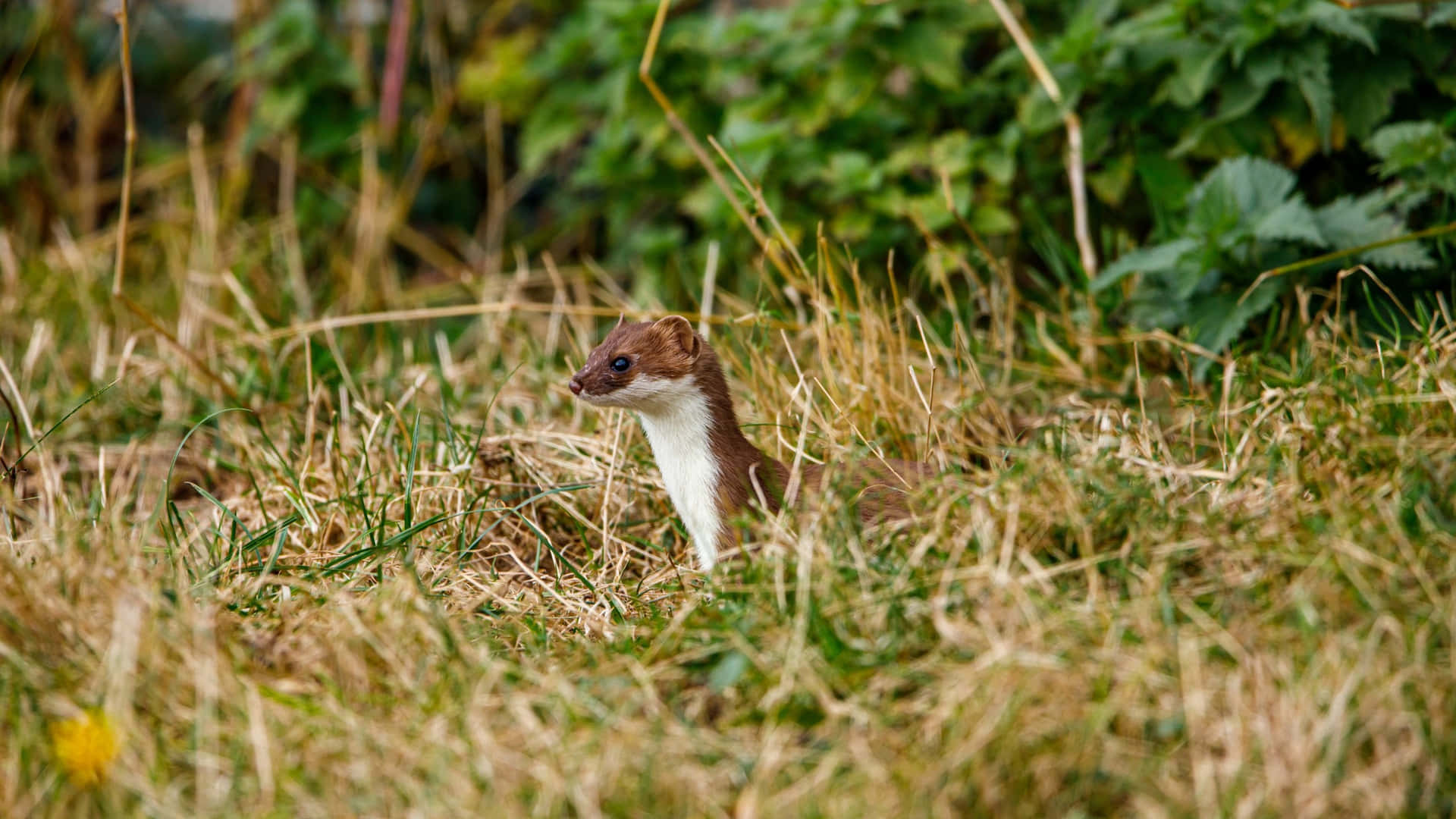 Alert Weaselin Grassland.jpg Background