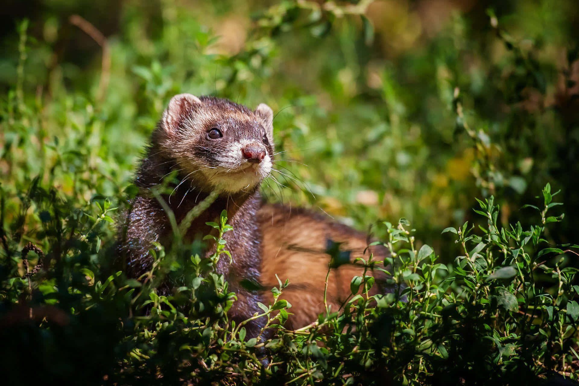 Alert Weaselin Greenery.jpg Background