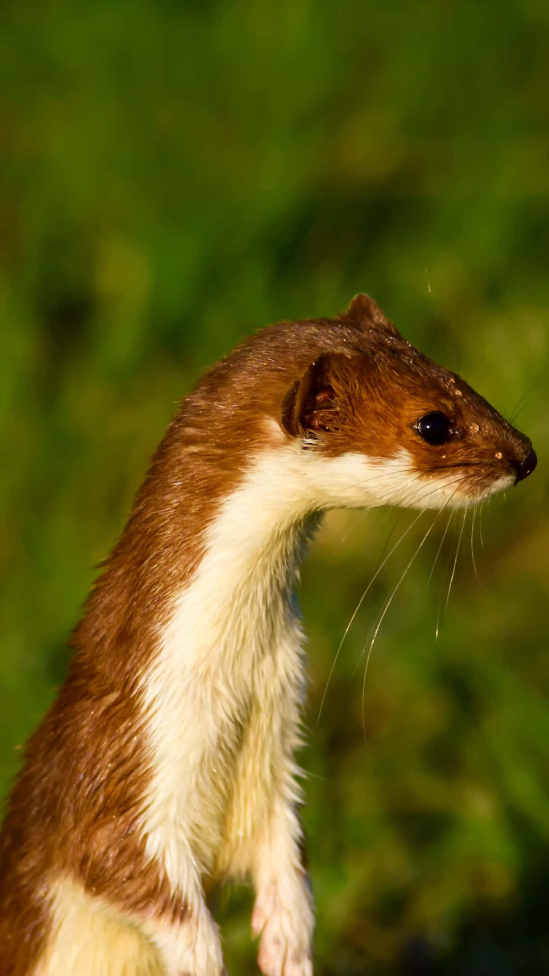 Alert Weaselin Greenery Background