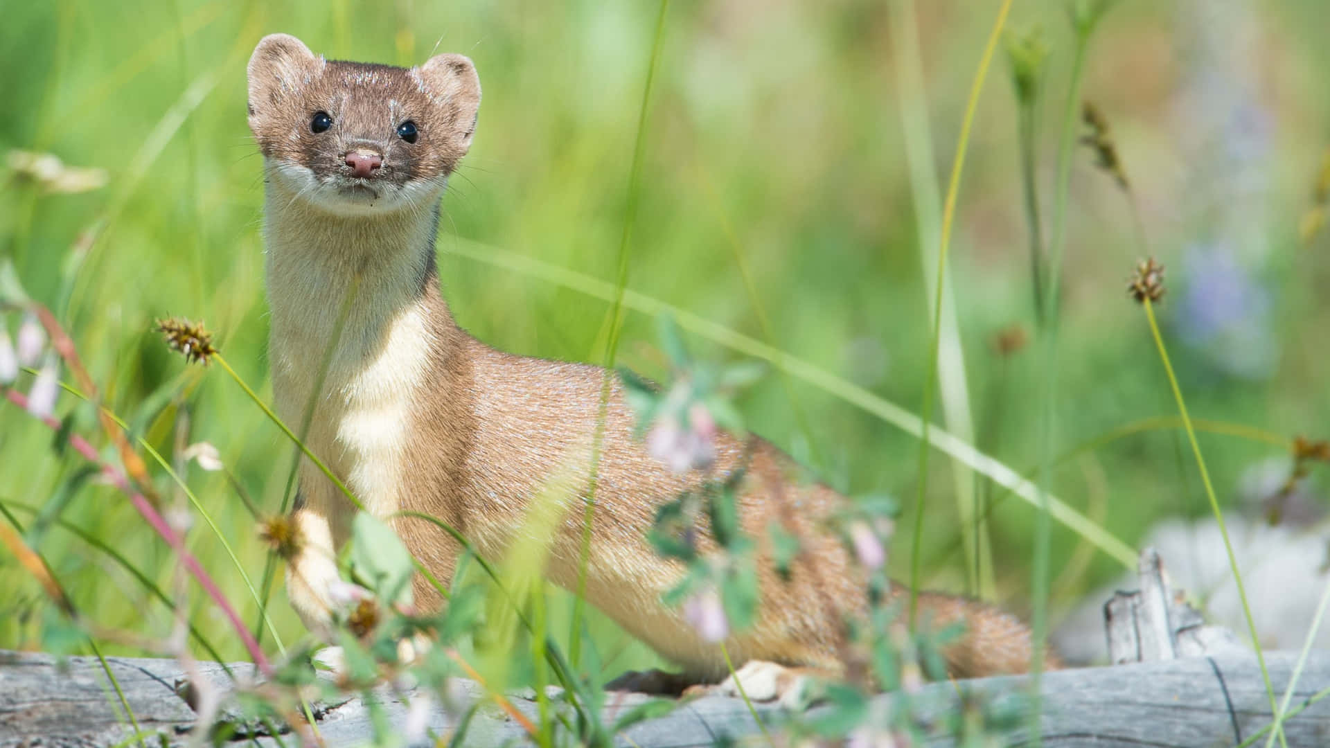 Alert Weaselin Meadow.jpg Background