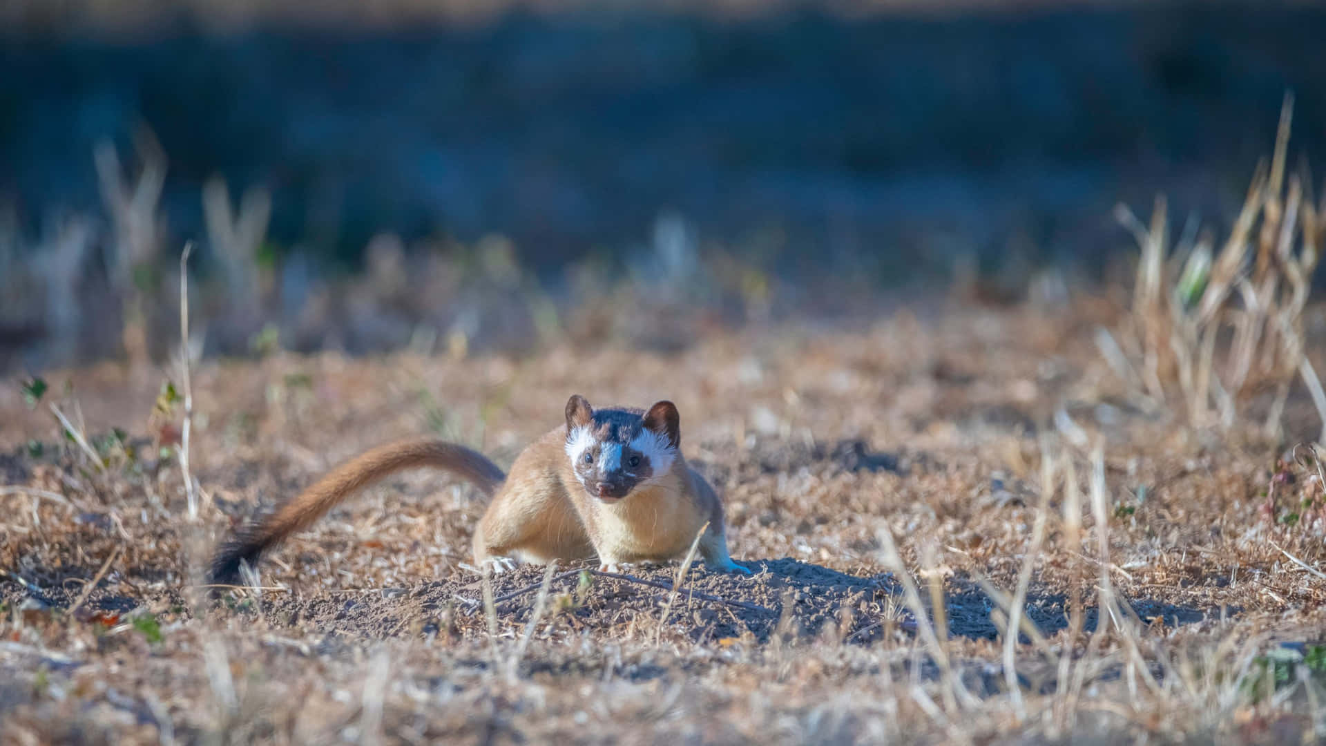 Alert Weaselin Wilderness.jpg Background