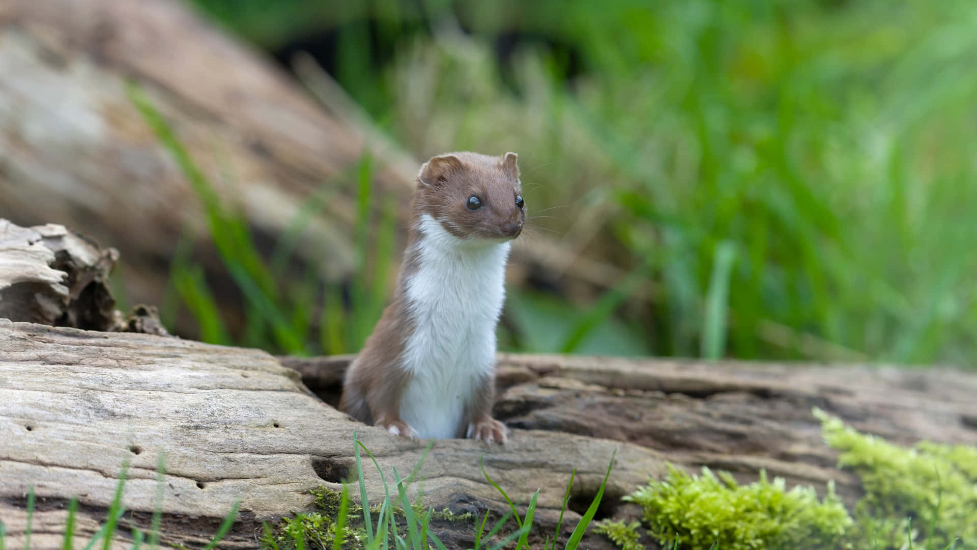 Alert Weaselon Log Background