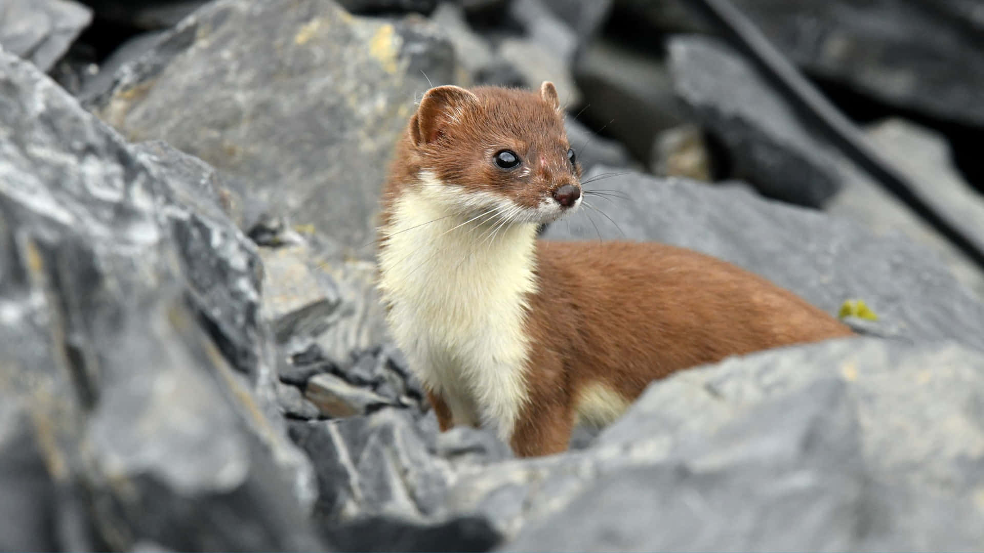 Alert Weaselon Rocks Background