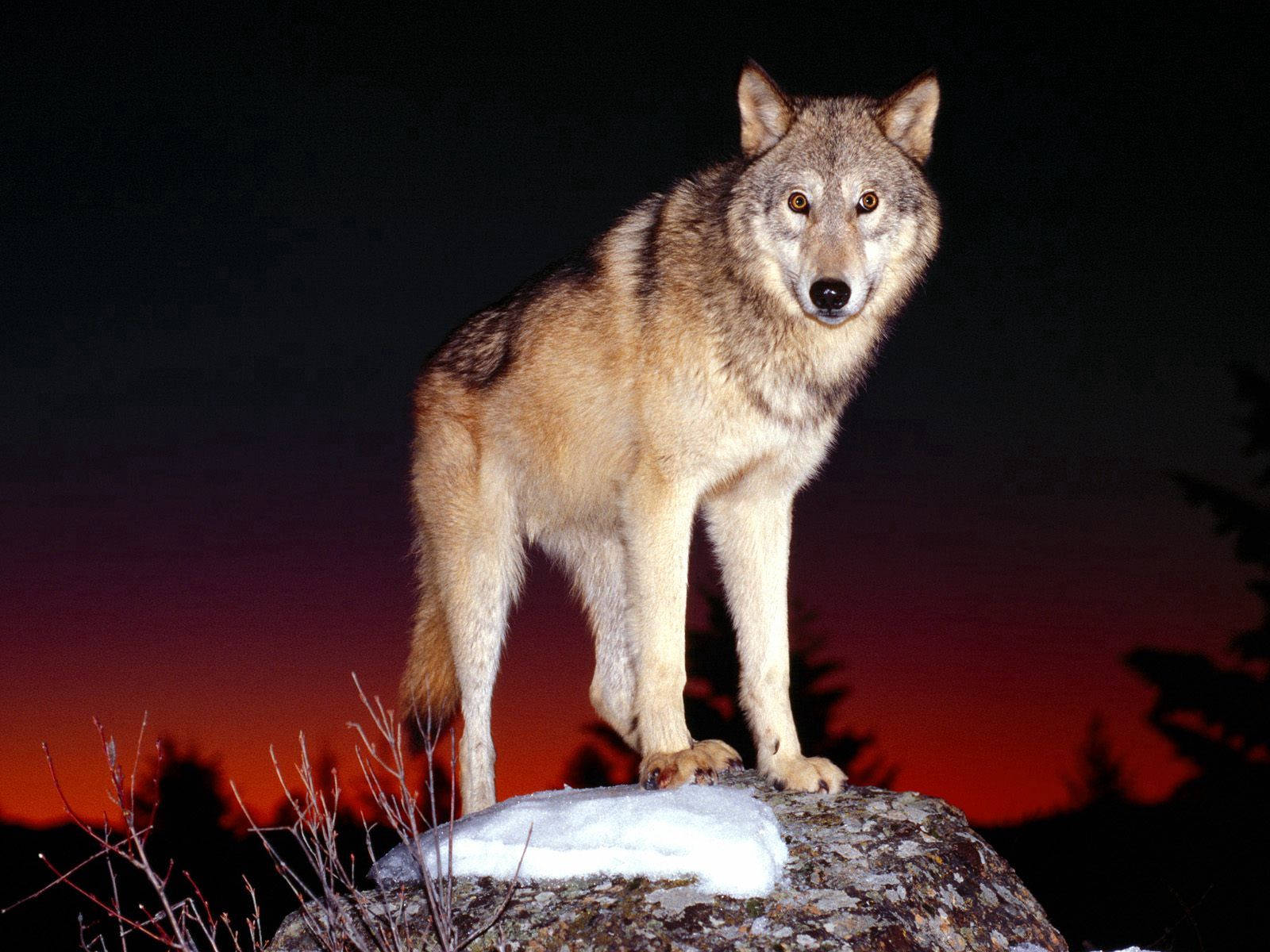 Alert Wolf At Night Background