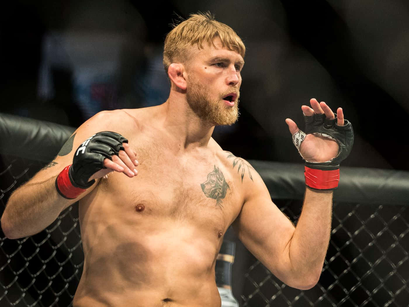 Alexander Gustafsson Mixed Martial Artist Mma Background