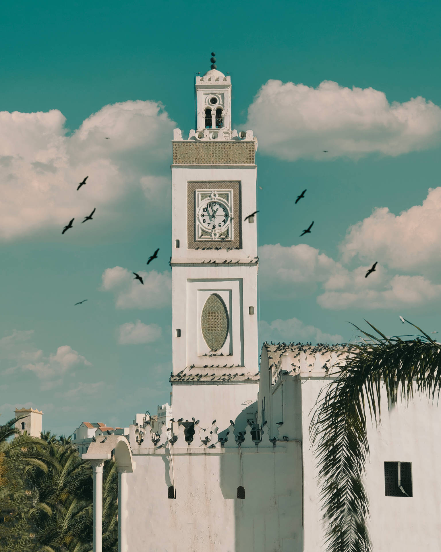 Algeria Building With Birds Background
