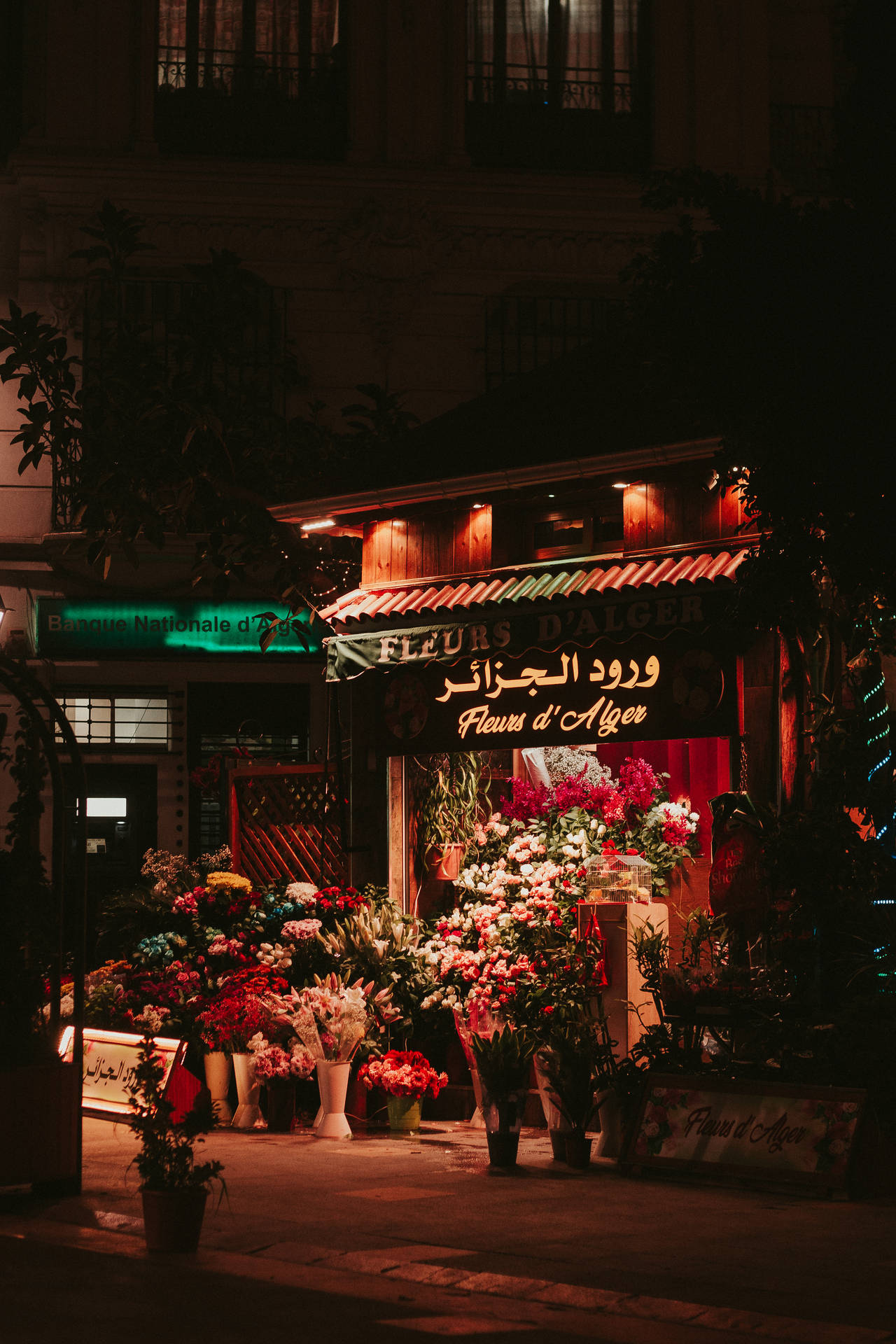 Algeria Flower Store At Night