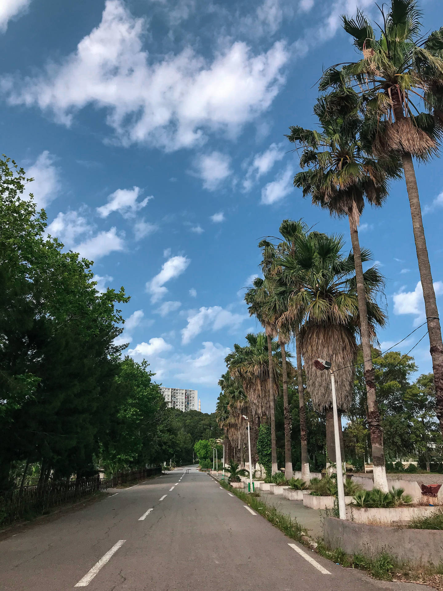 Algeria Palm Tree Road Background