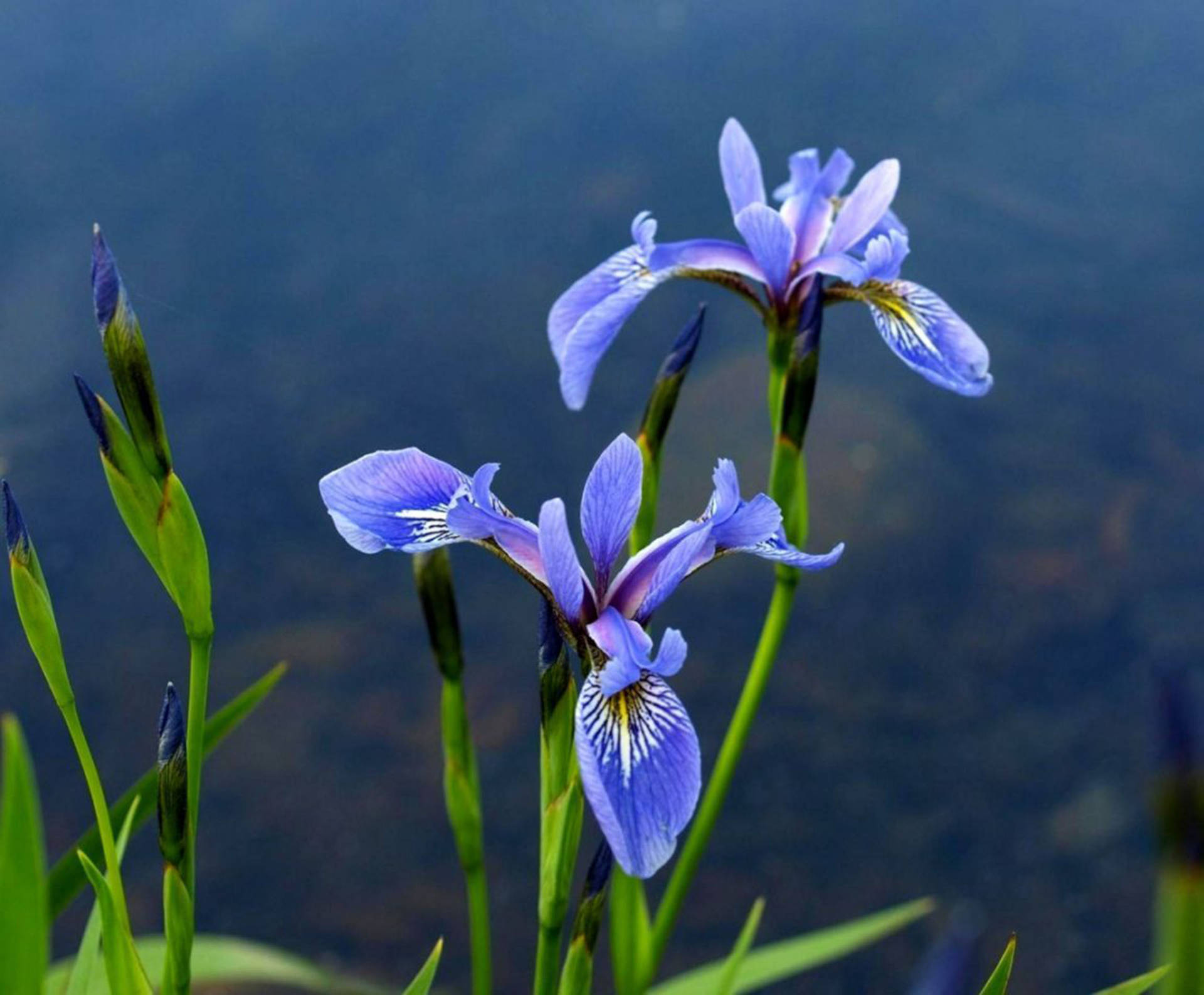 Algerian Iris Flower Background