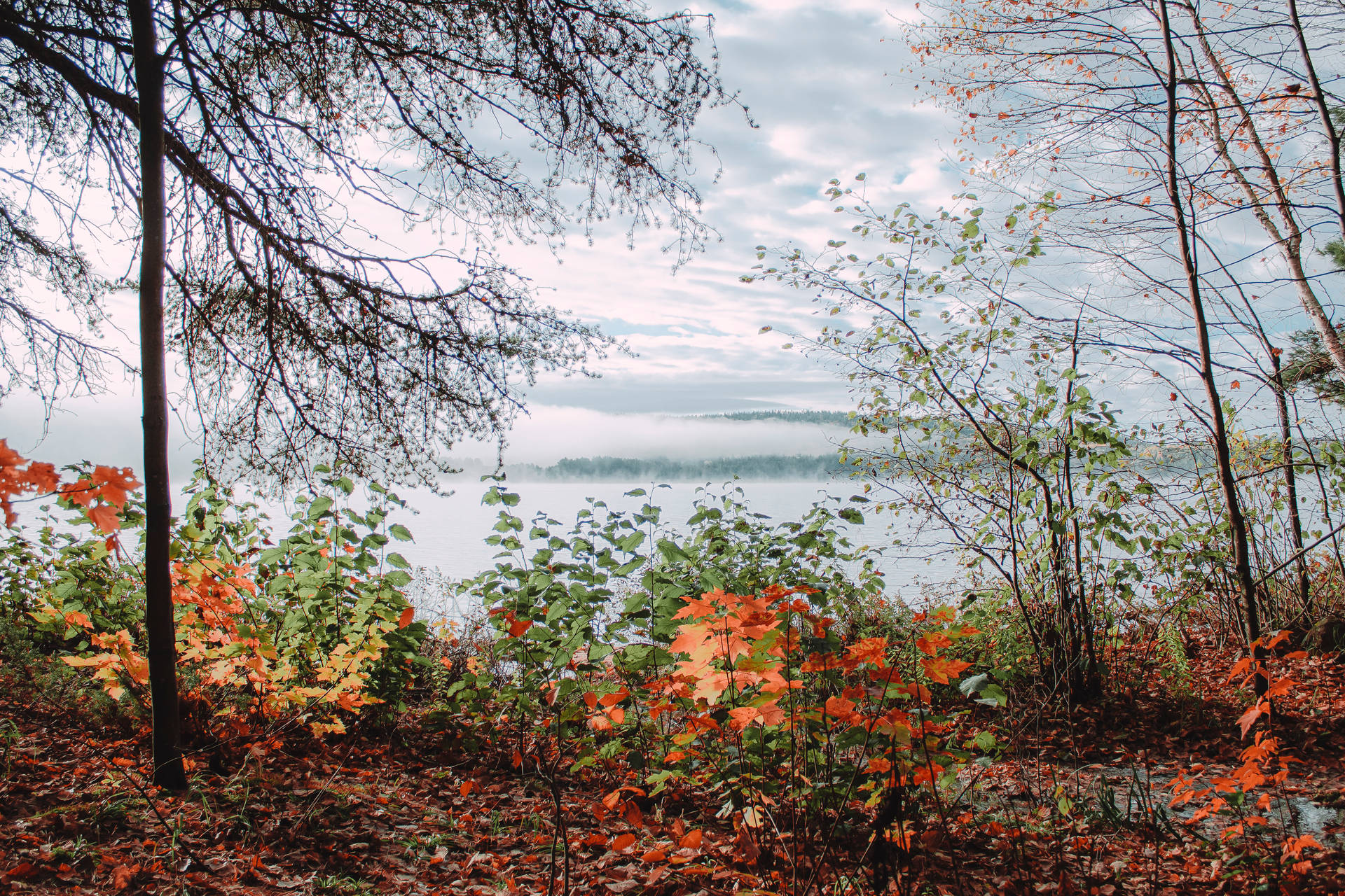 Algonquin Park Fall Desktop