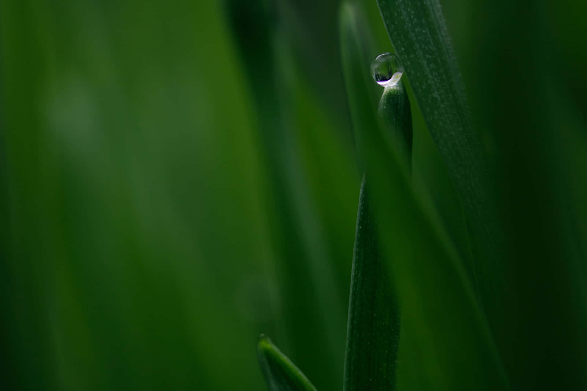 Alive Green Grass Background