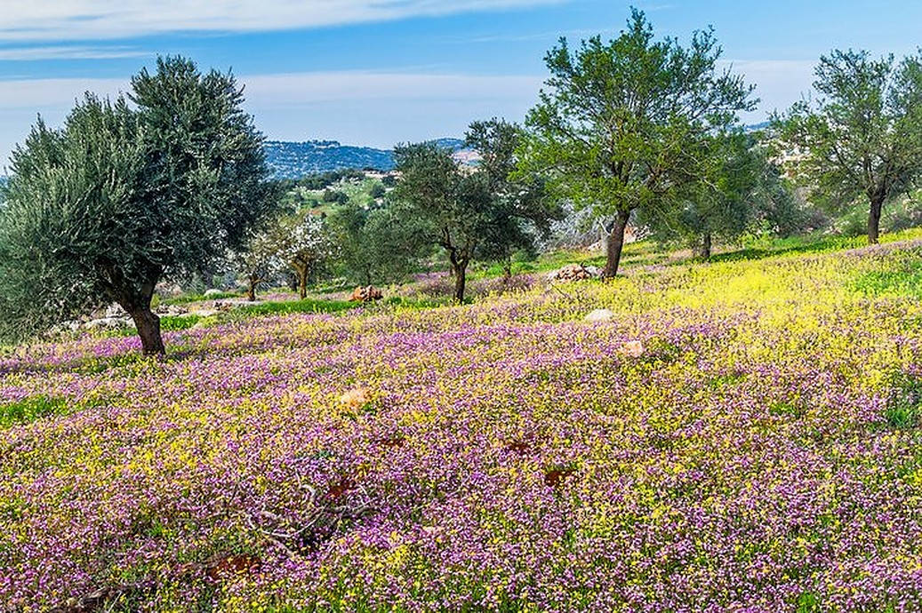 Aljoun Wildflower In Jordan Background