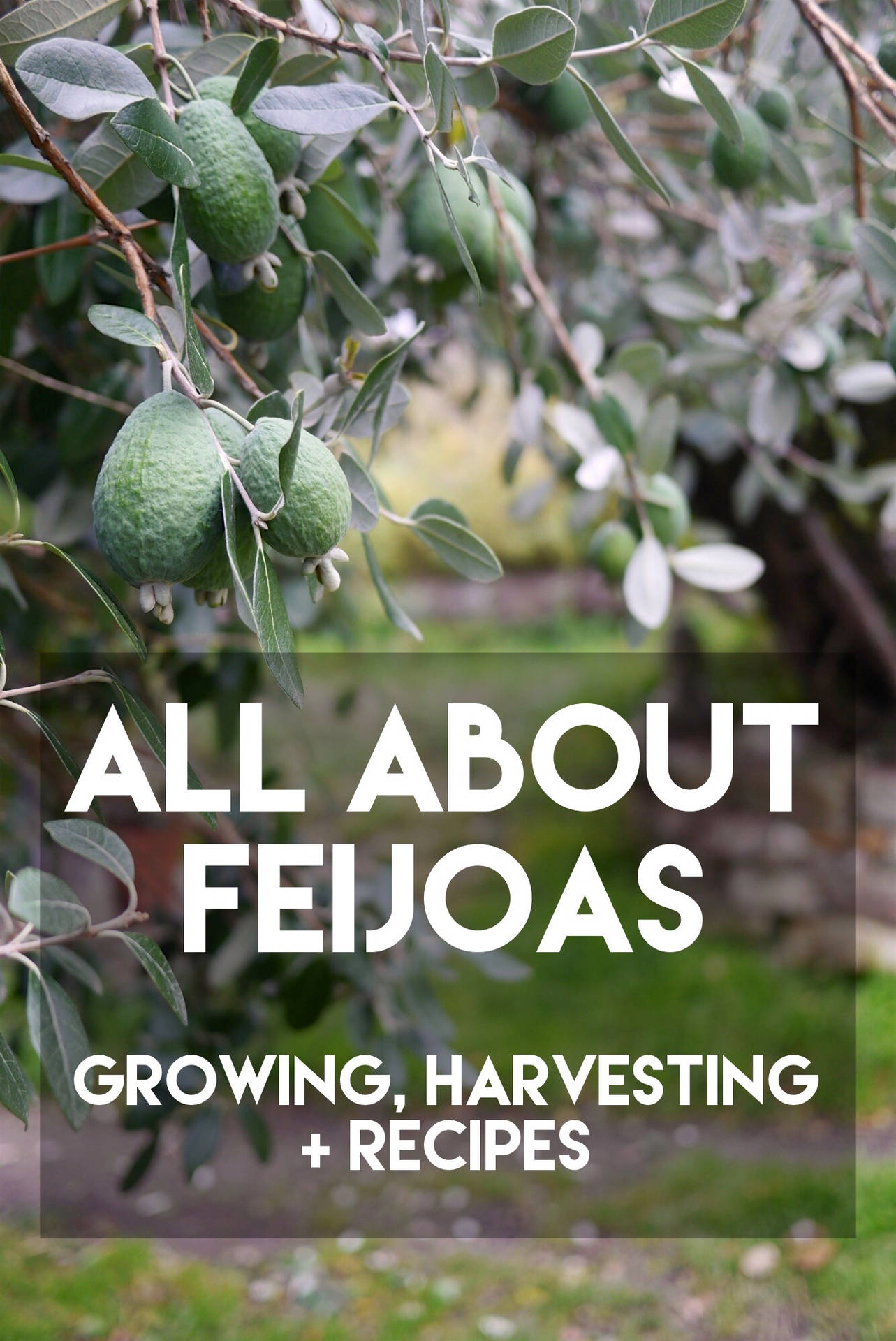 All About Feijoas Background