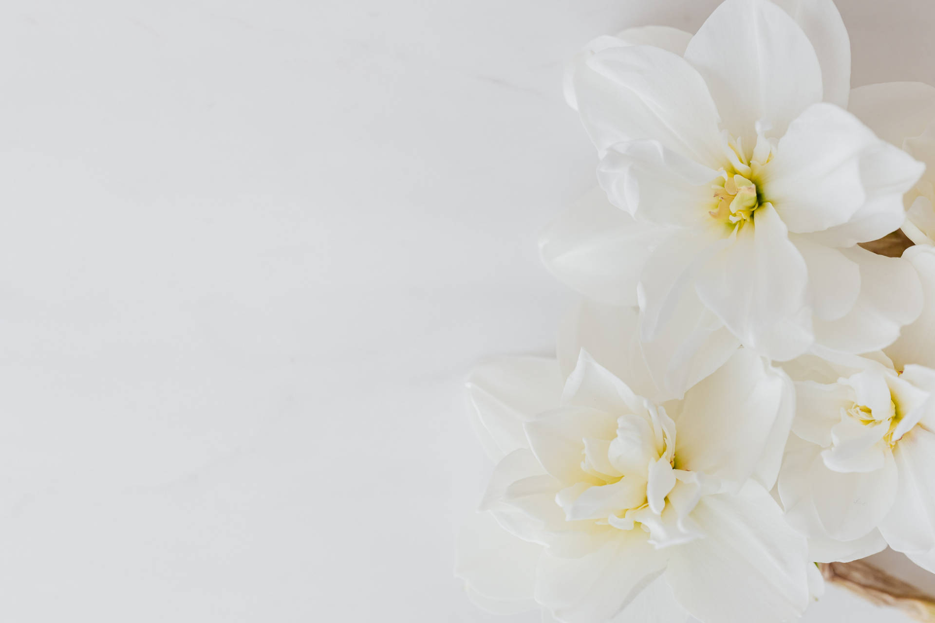 All White Flowers Background Background