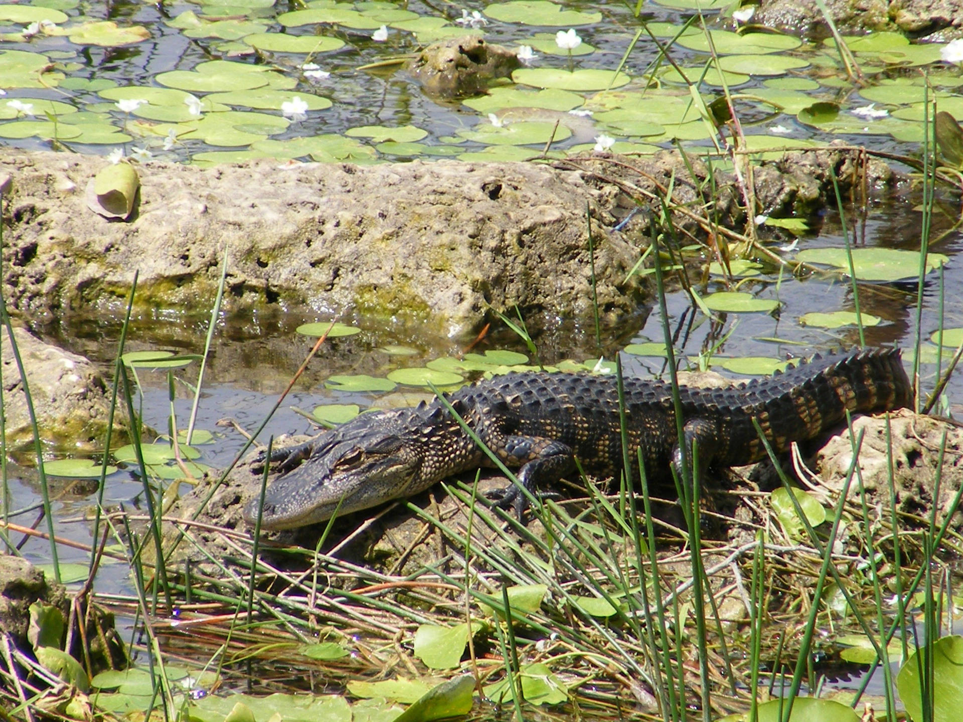 Alligator At Everglades National Park Background