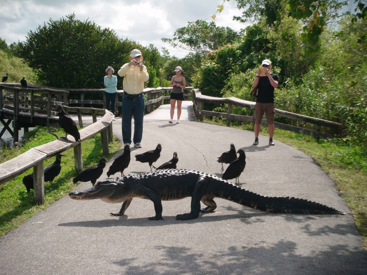 Alligator On Road Everglades National Park Background