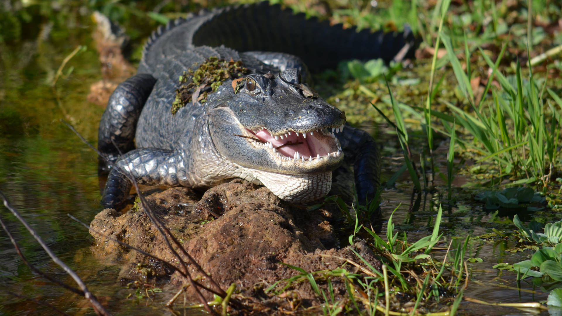 Alligator On Wetland Everglades National Park Background