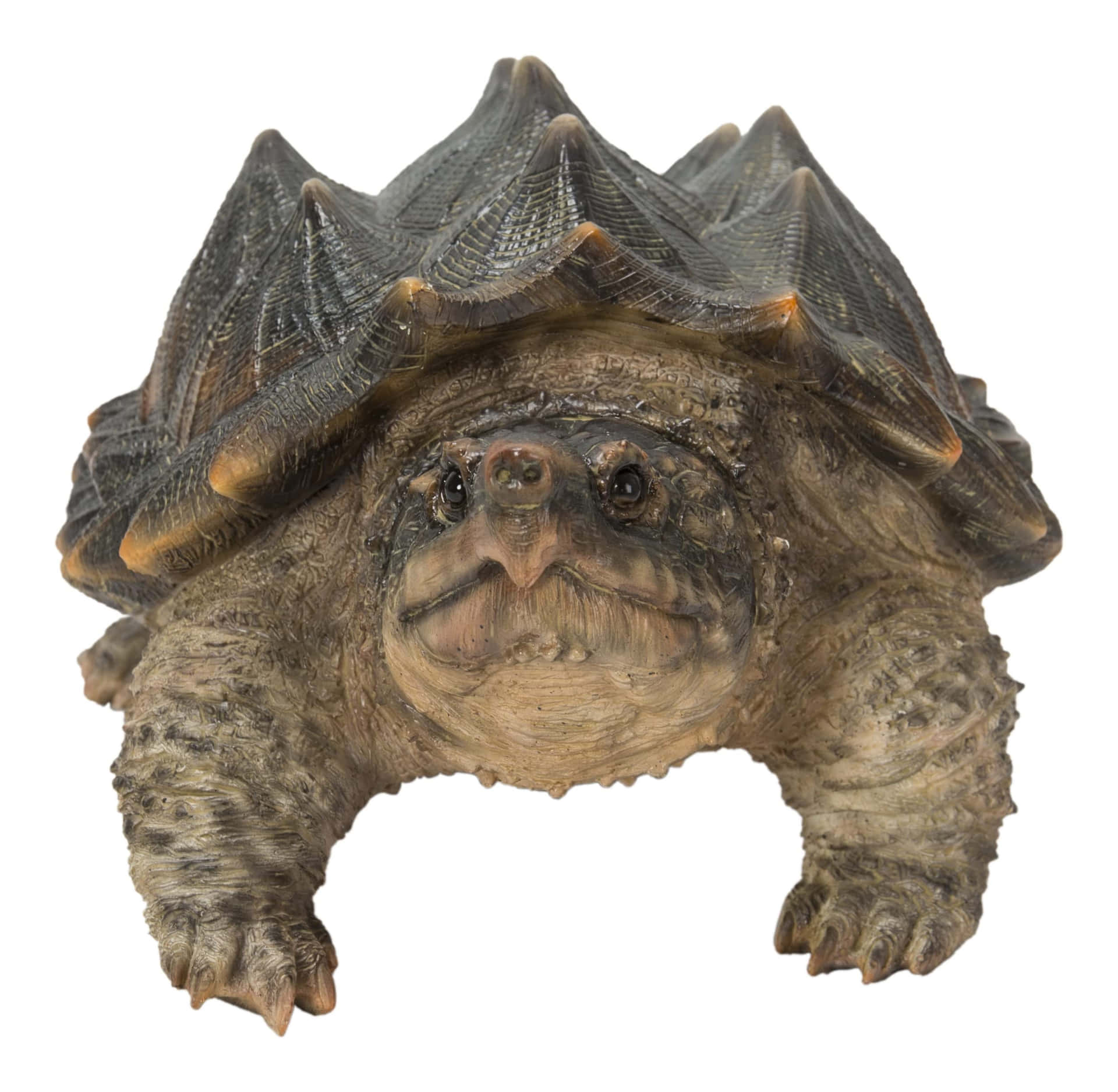 Alligator Snapping Turtle Portrait Background