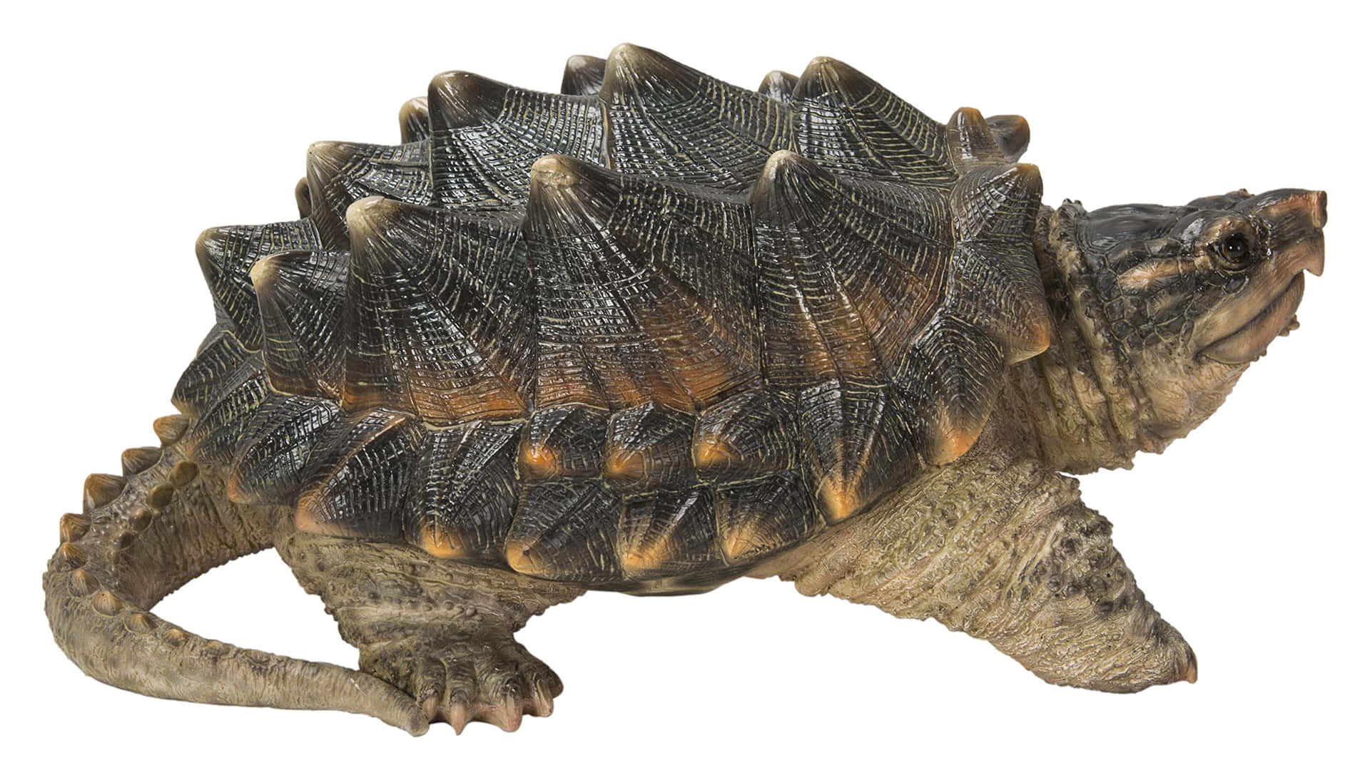 Alligator Snapping Turtle Profile