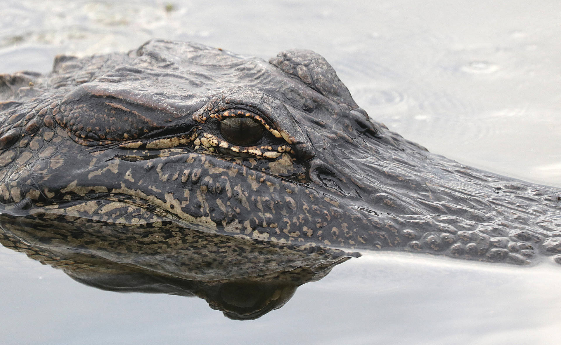 Alligator With Black Eyes Background