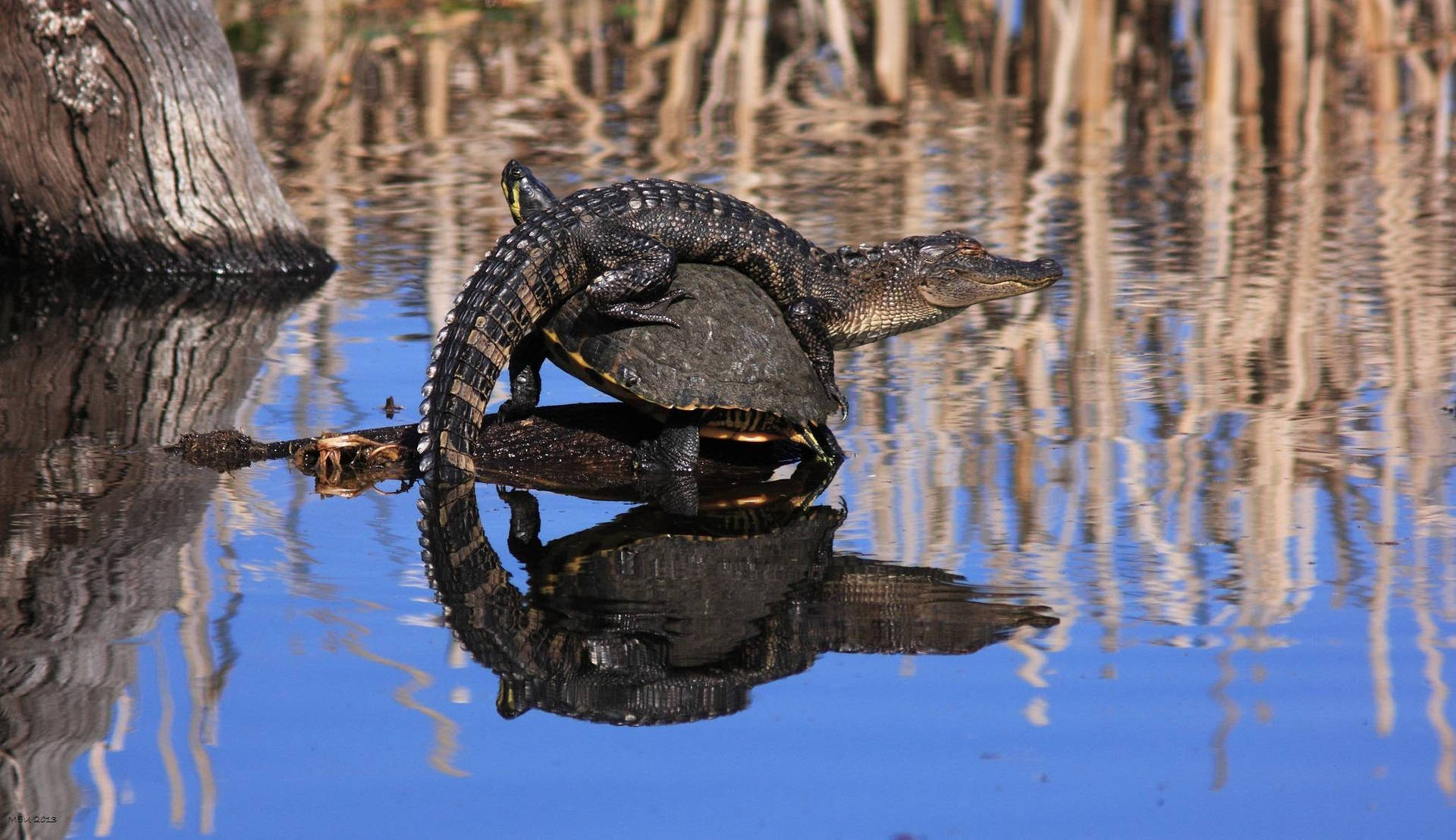 Alligator With Turtle Background