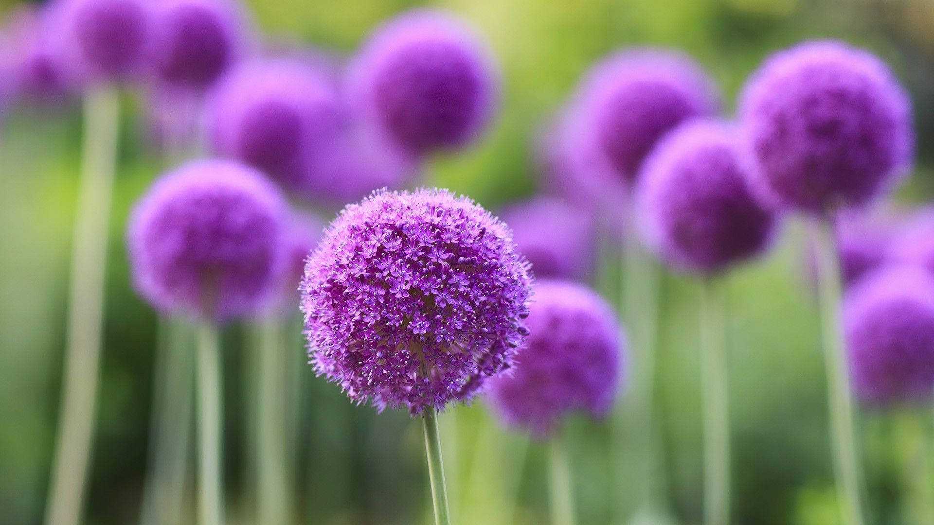 Allium Bulbs Plants Purple Flowers Background