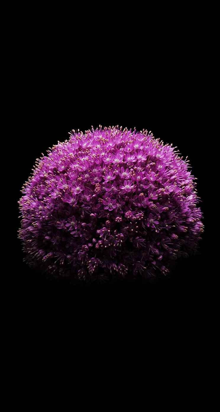 Allium Flower Iphone Se Background