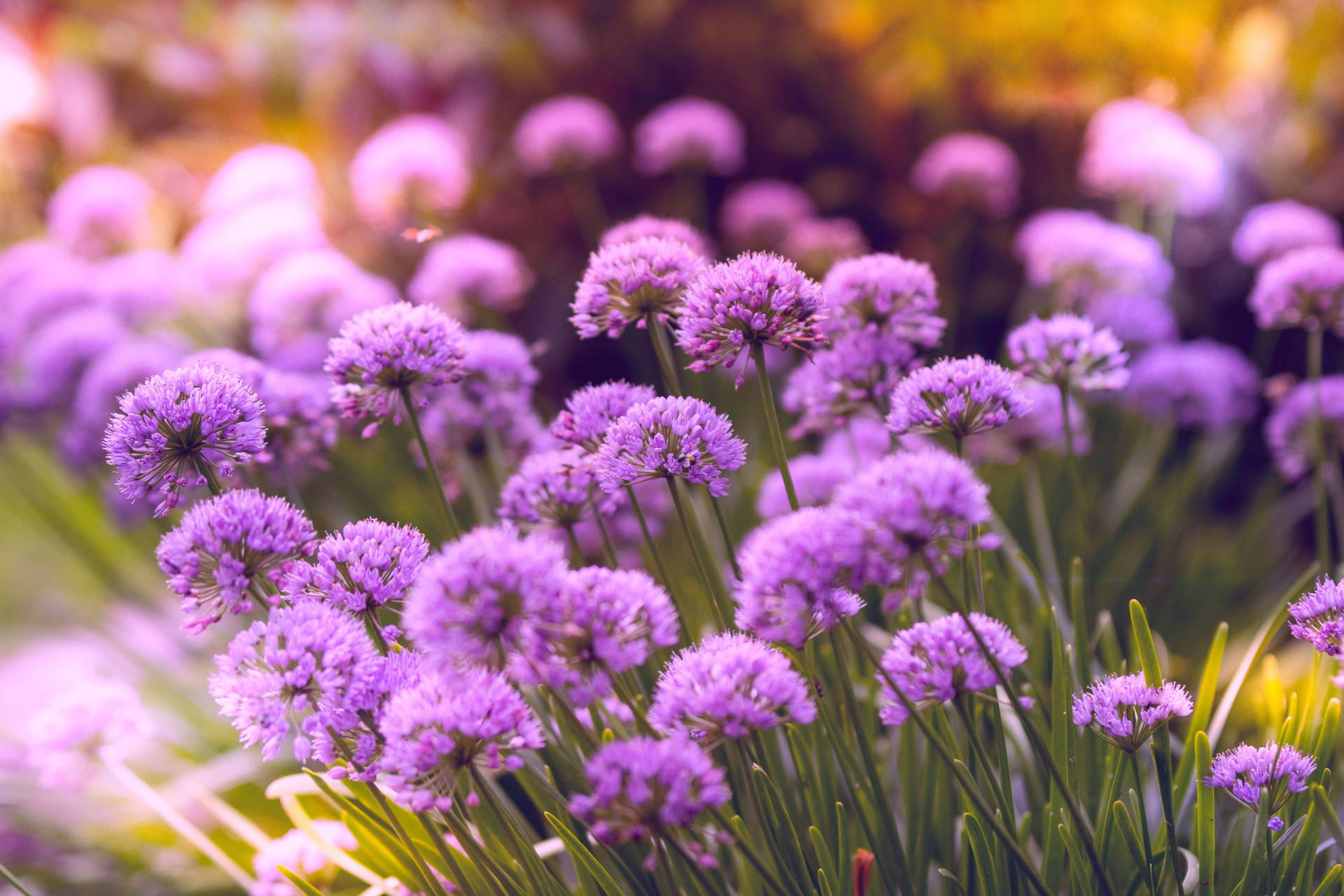 Allium Purple Flower