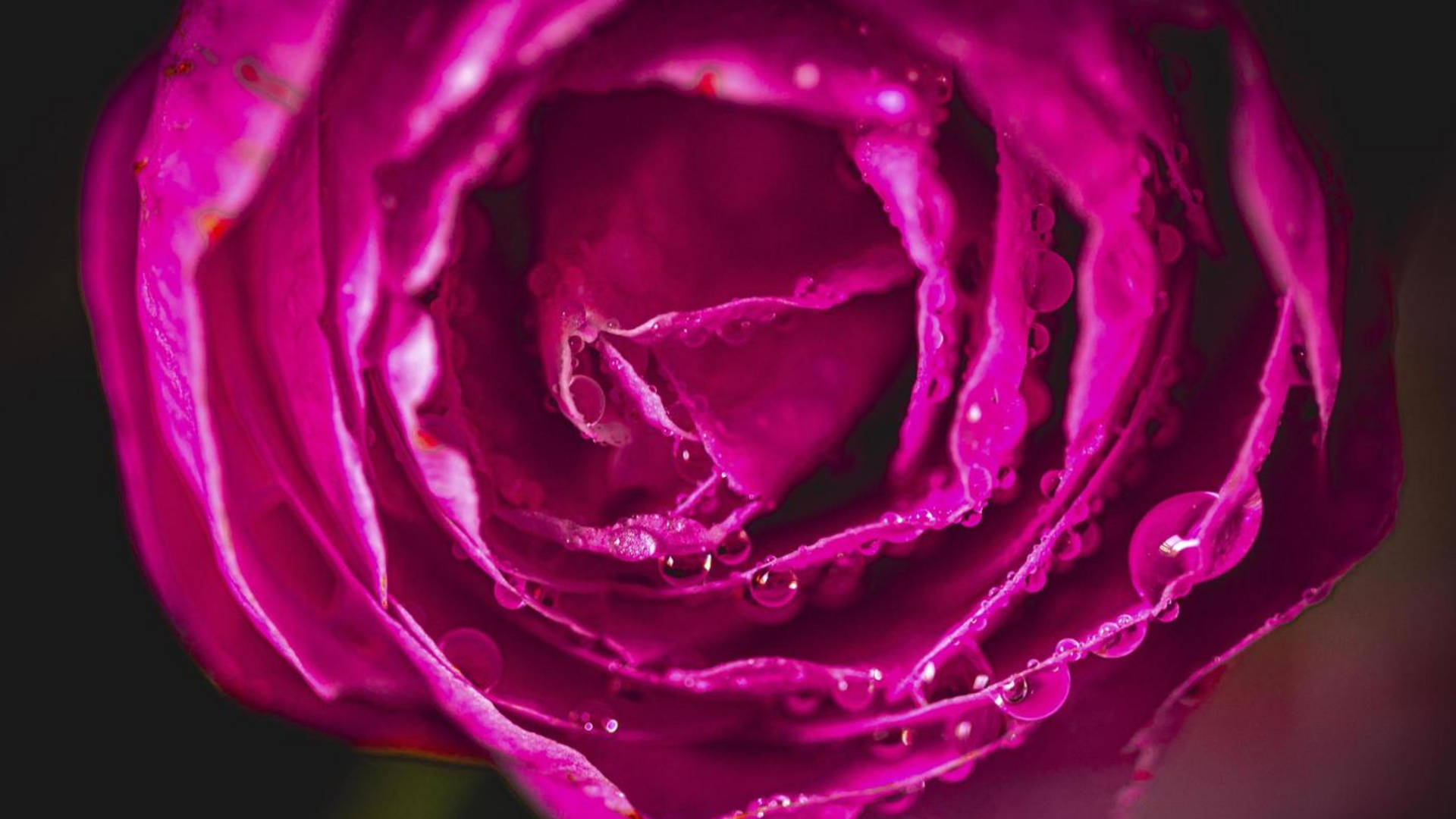 Alluring Camellia Sasanqua Flower In Full Bloom Background