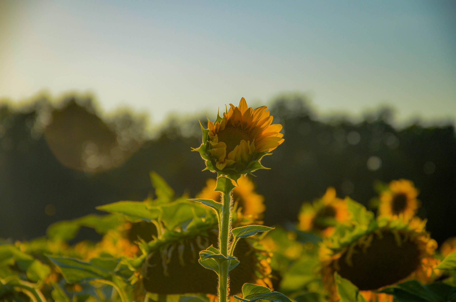 Alluring Sunflower Aesthetic Background