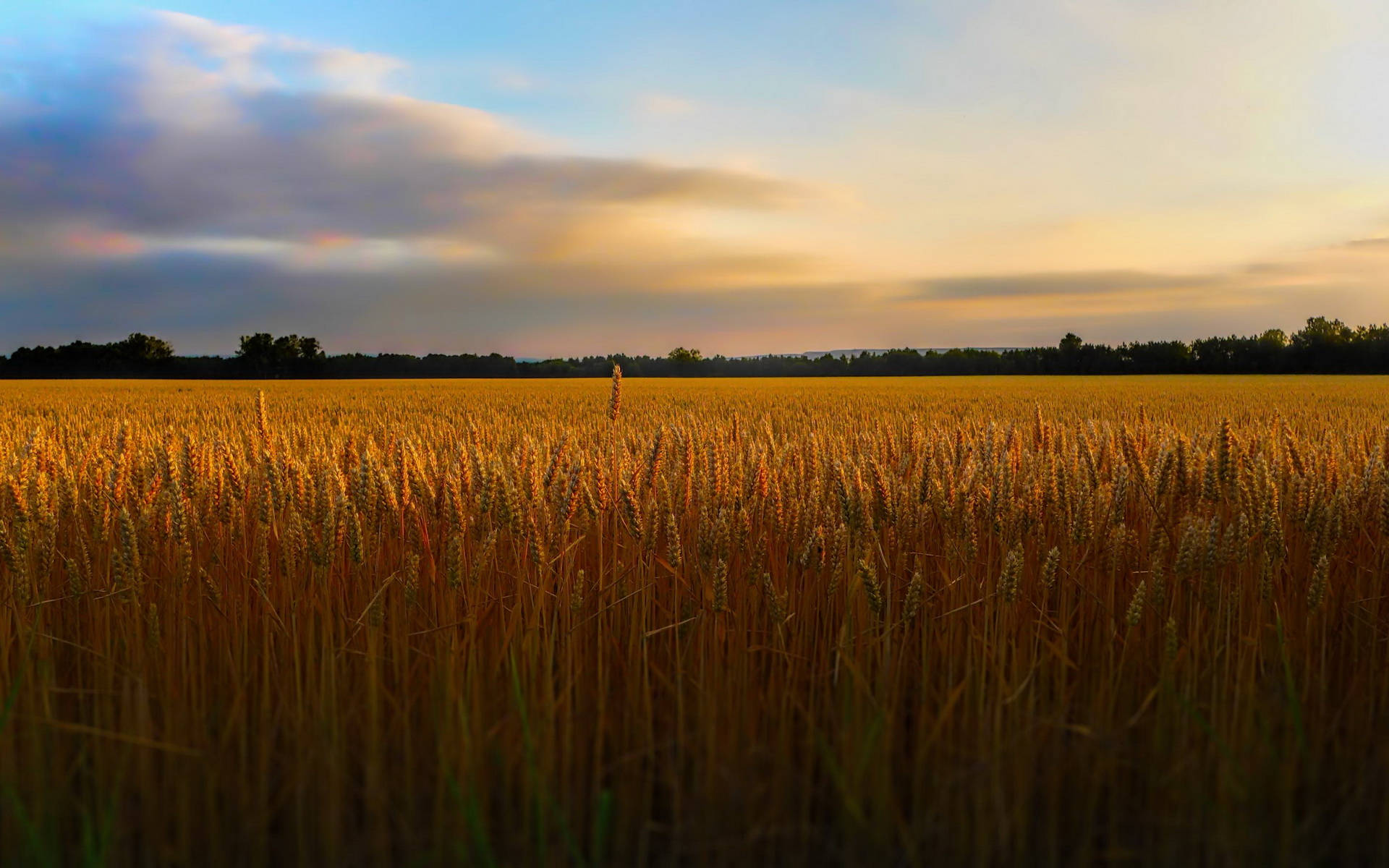 Almost-flat Wheat Field Background