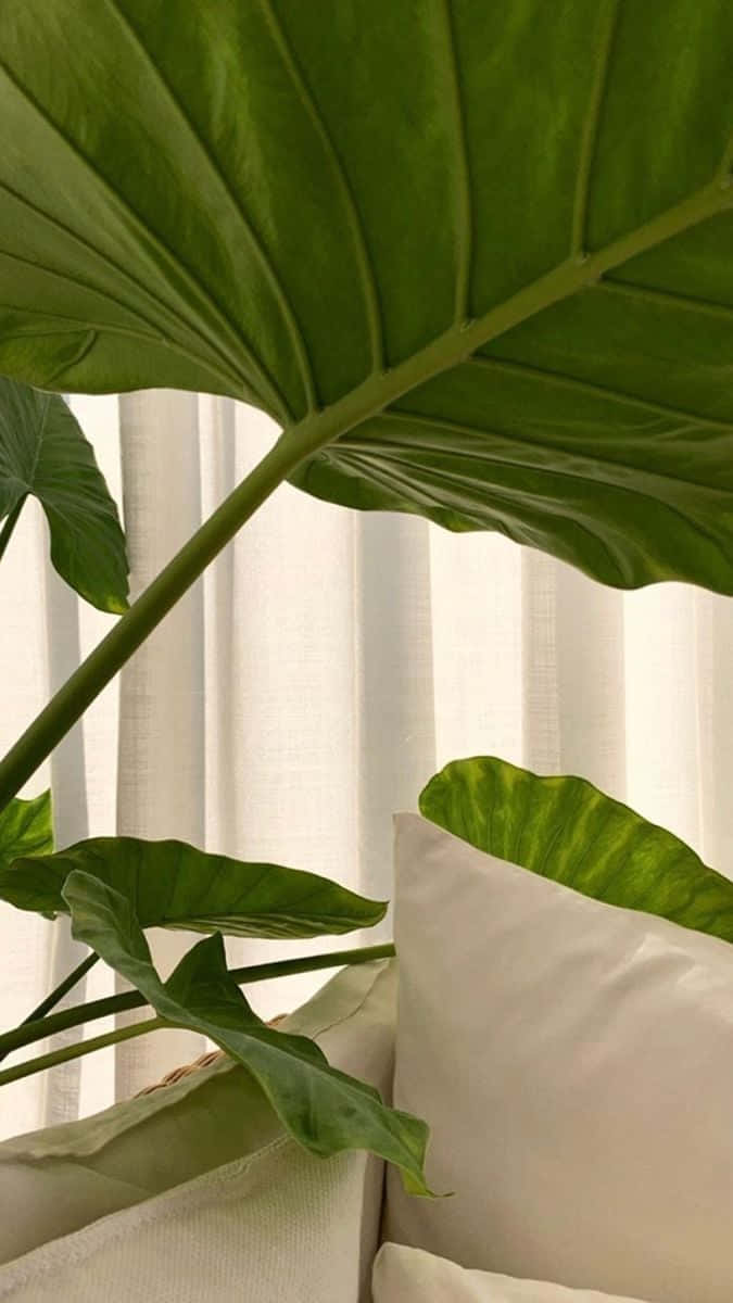 Alocasia Green Plant Aesthetic Background