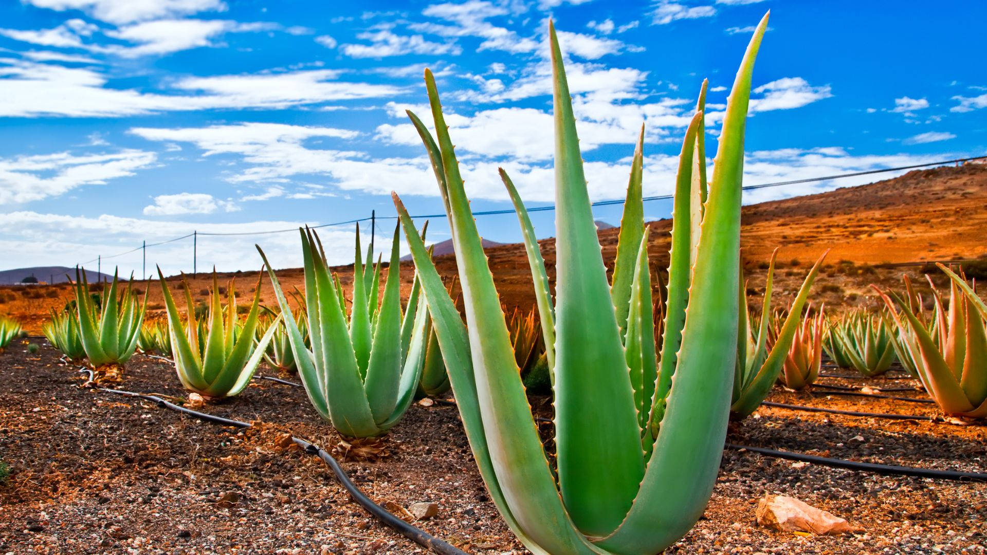 Aloe Vera Farm With Blue Sky Background