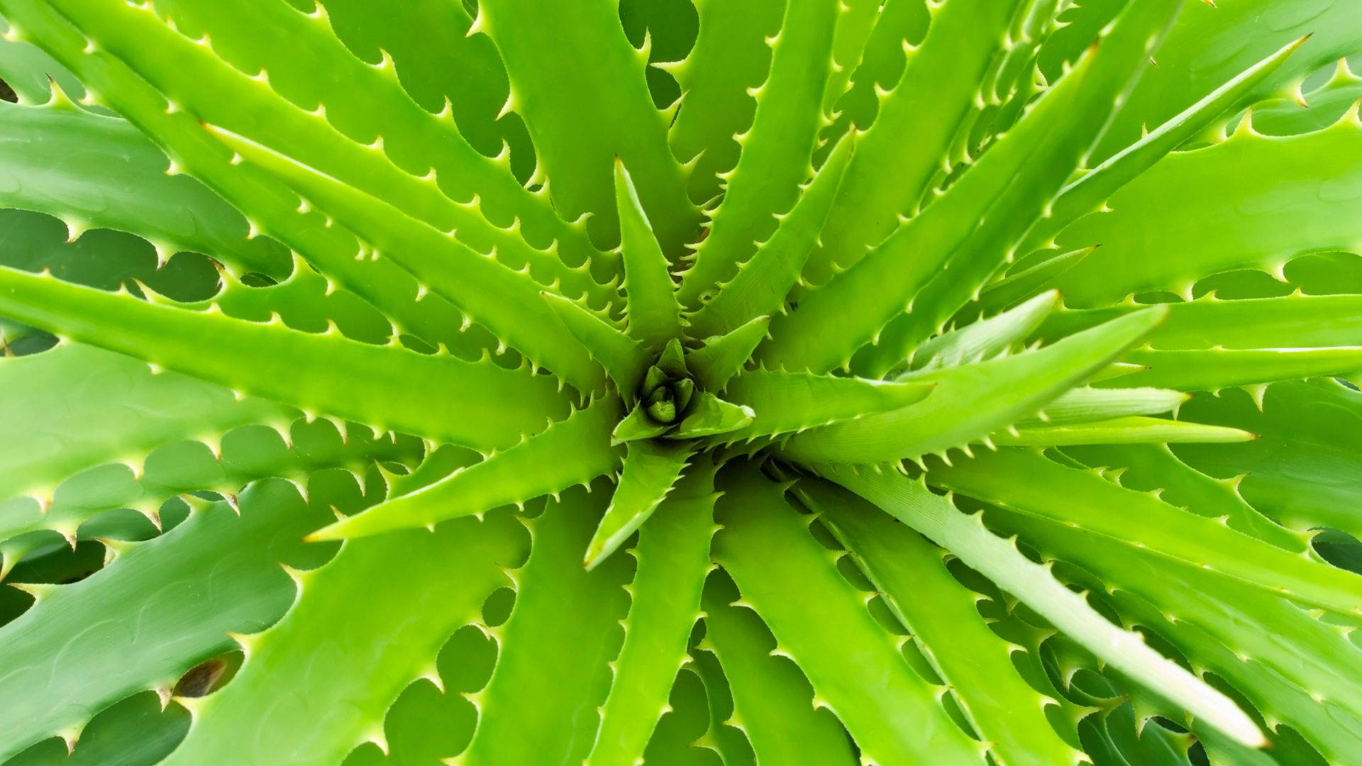 Aloe Vera Leaf Pattern Background