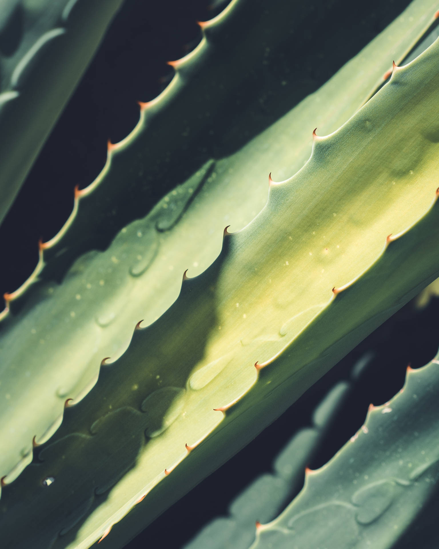 Aloe Vera Leaf Spikes Macro Background