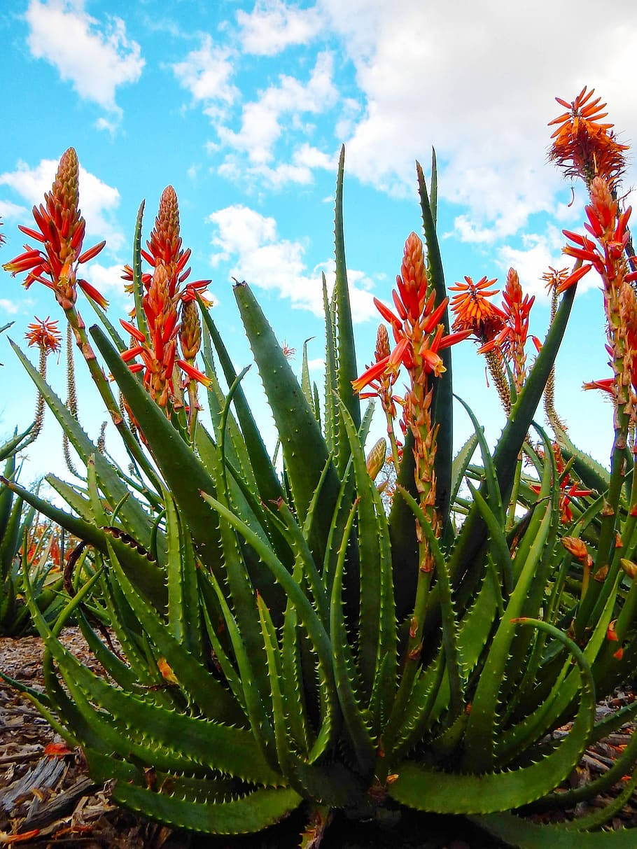 Aloe Vera Orange Flowers Background