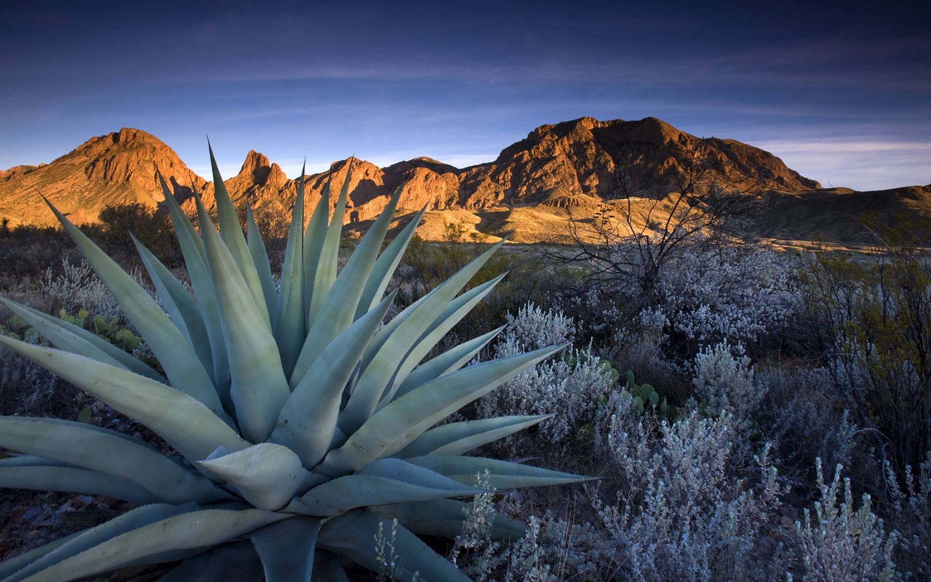 Aloe Vera Plant And Mountain Background