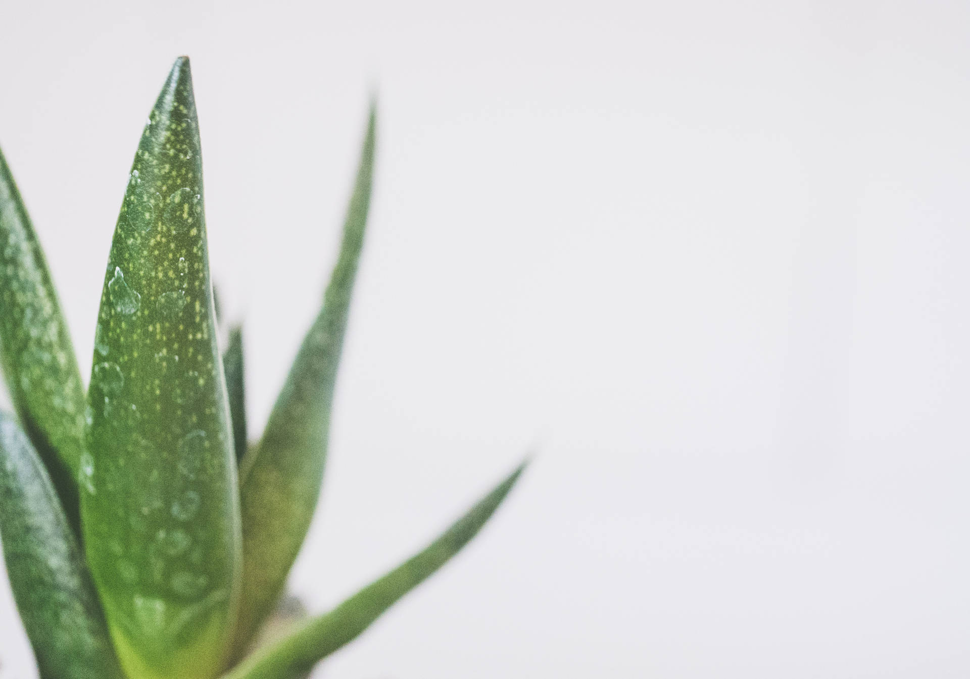 Aloe Vera Plant On Grey Background Background