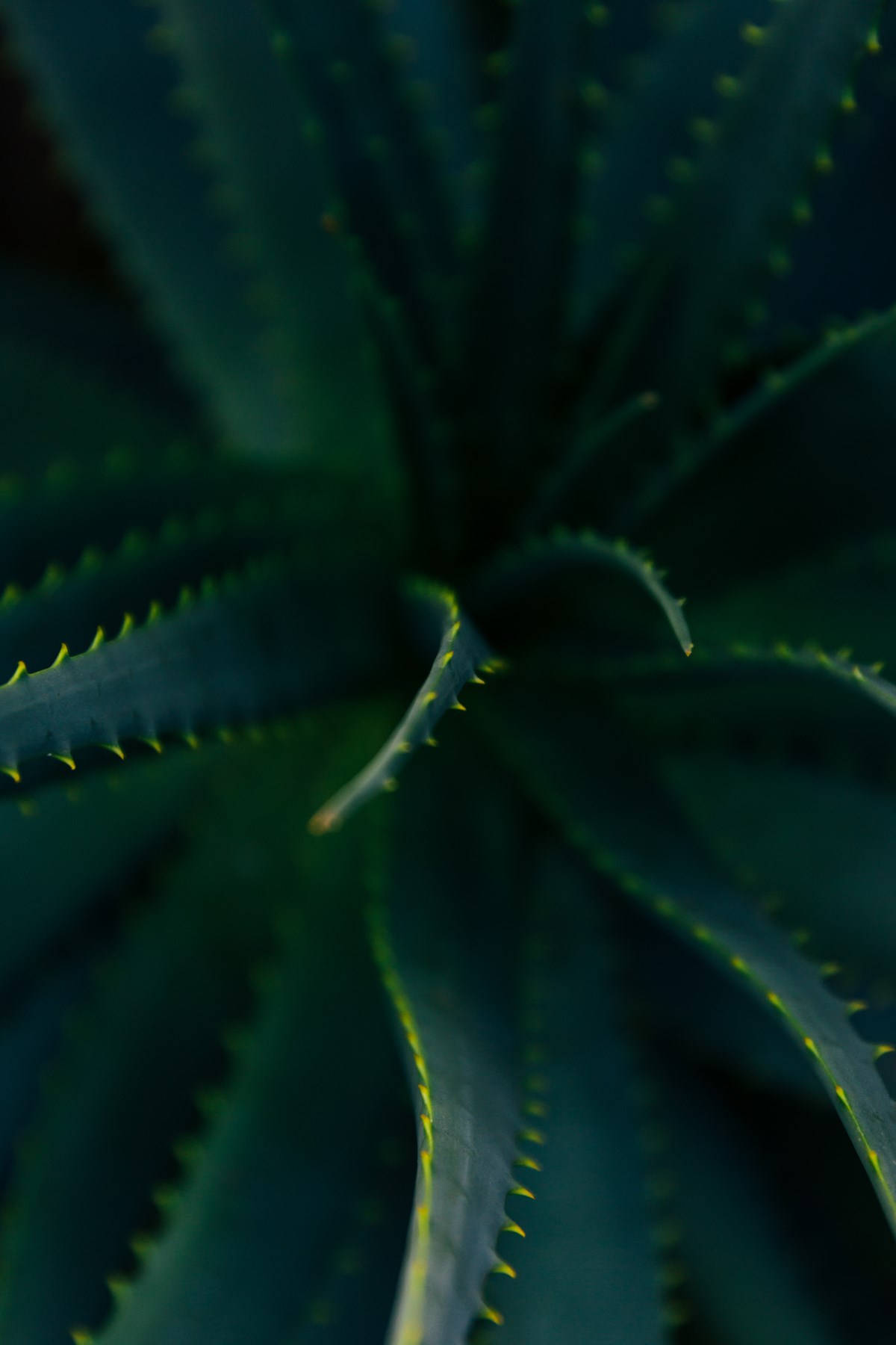 Aloe Vera Plant Top View Background