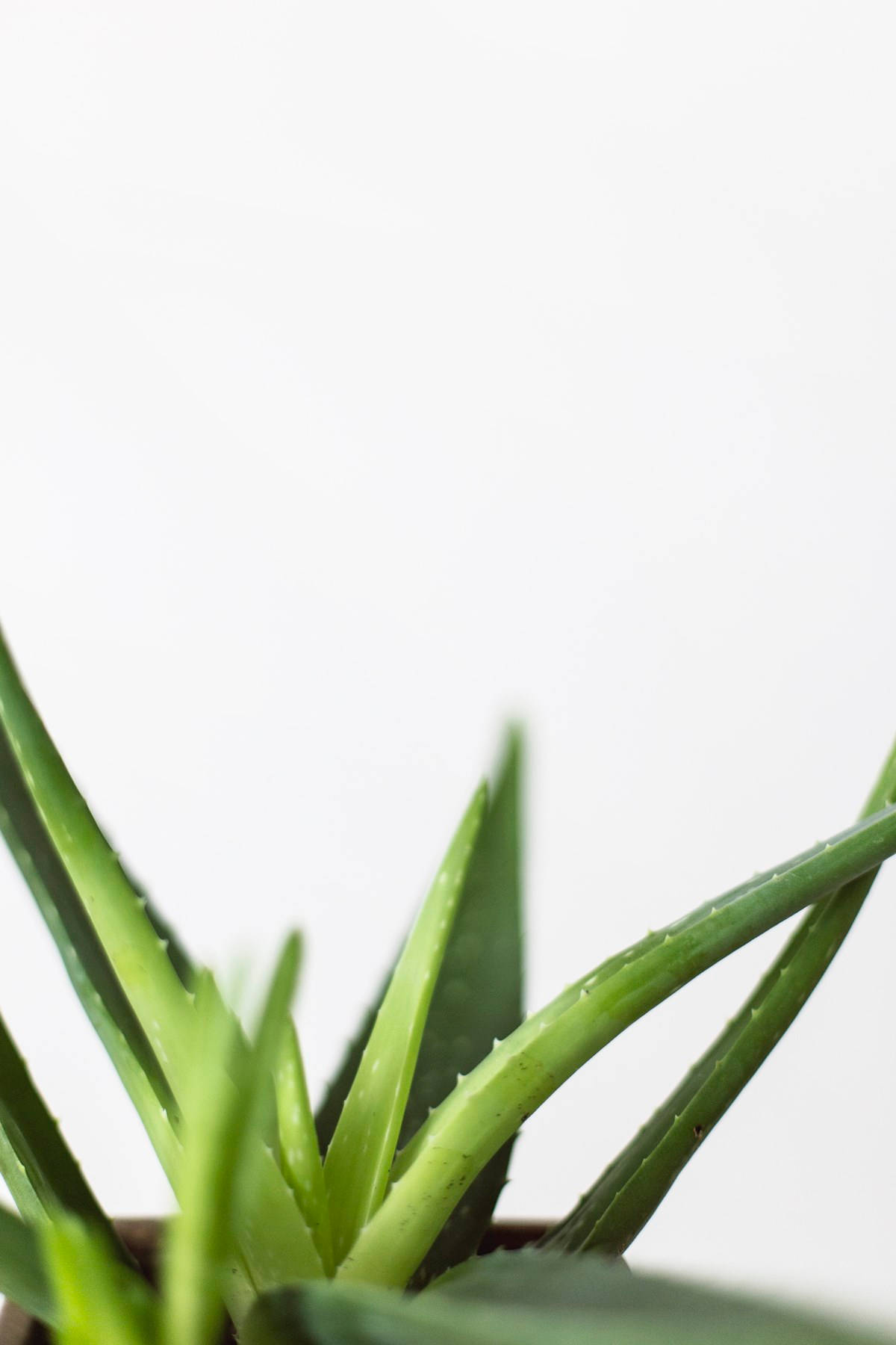 Aloe Vera Selective Focus Background