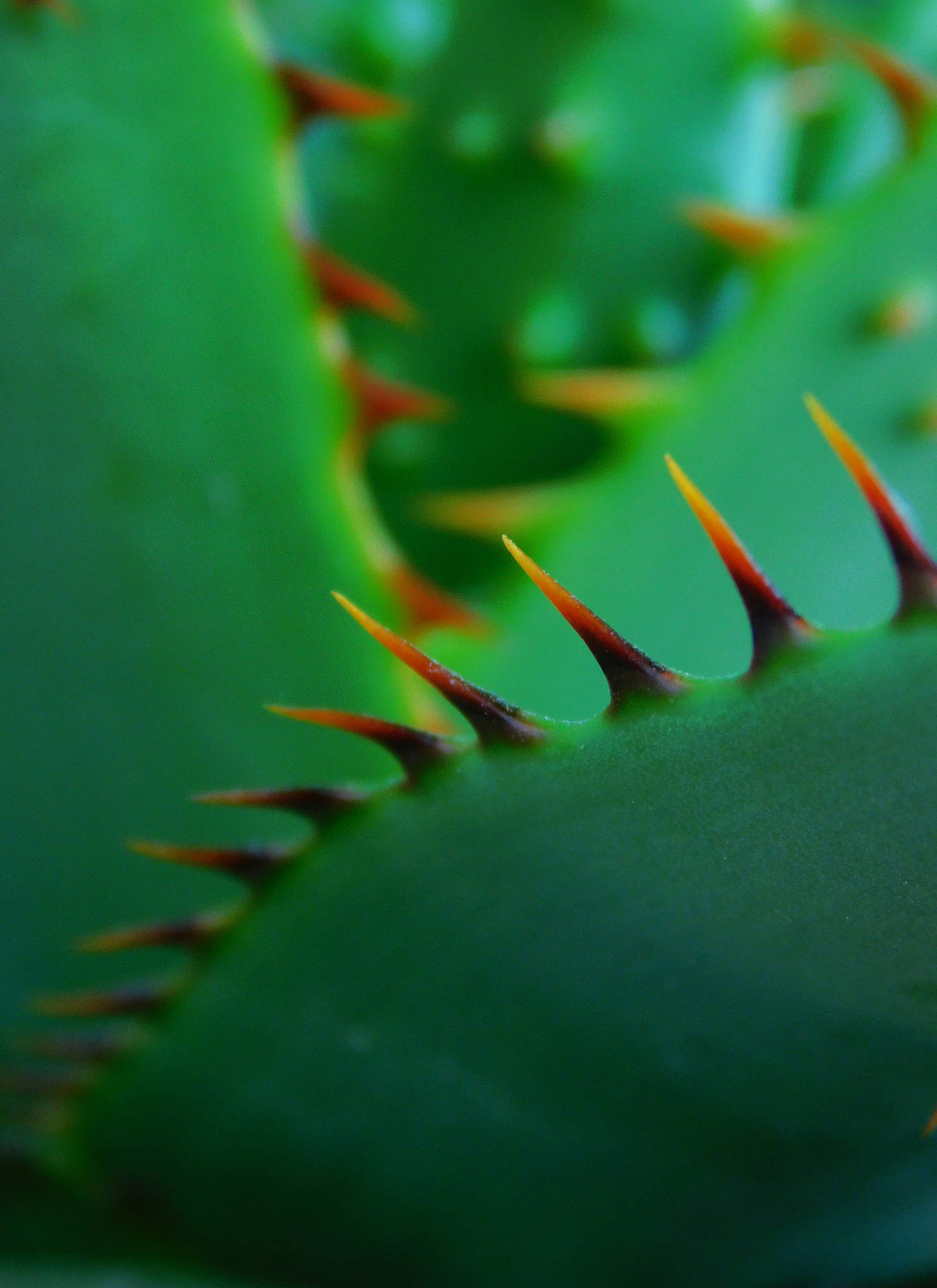 Aloe Vera With Sharp Thorns Background