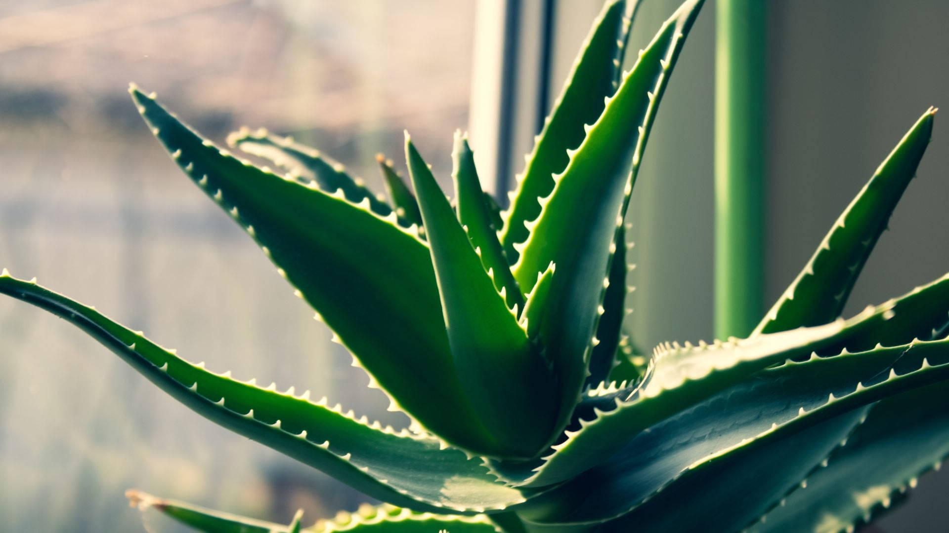 Aloe Vera With Sunlight Background