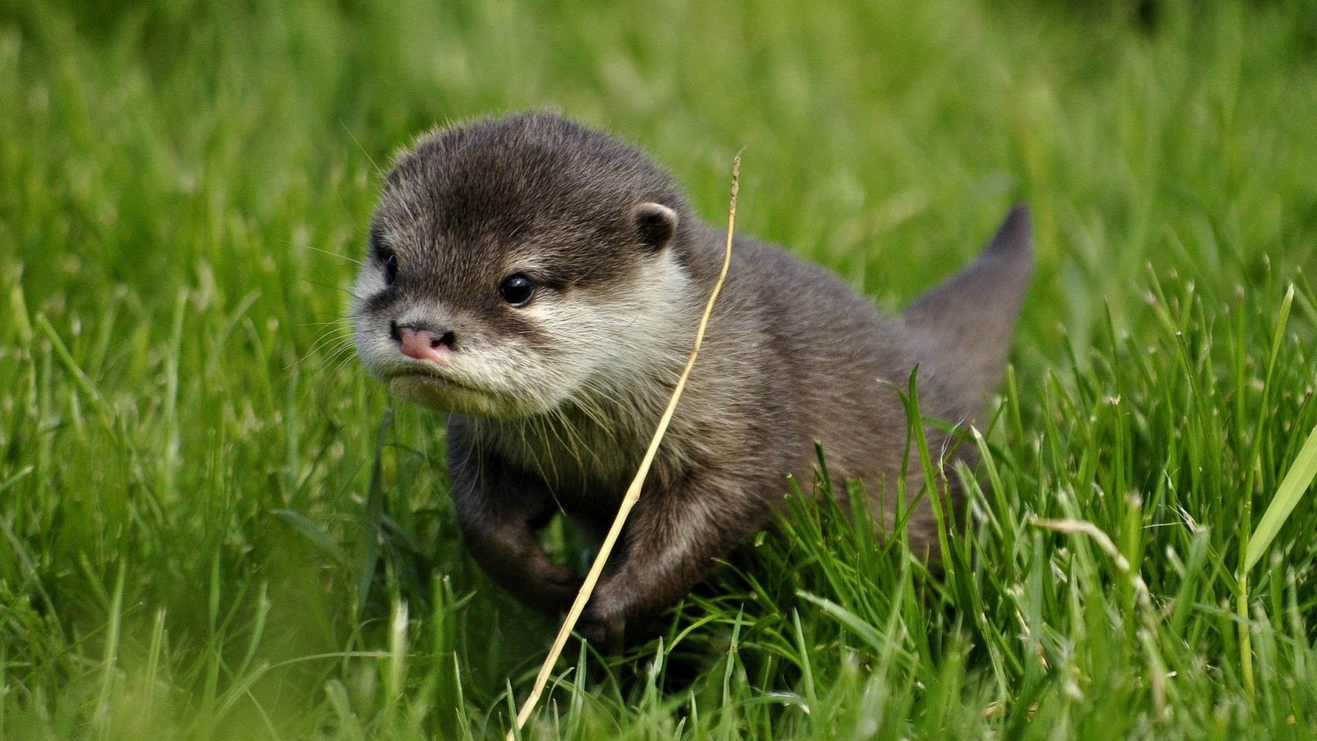 Alone Baby Otter Background