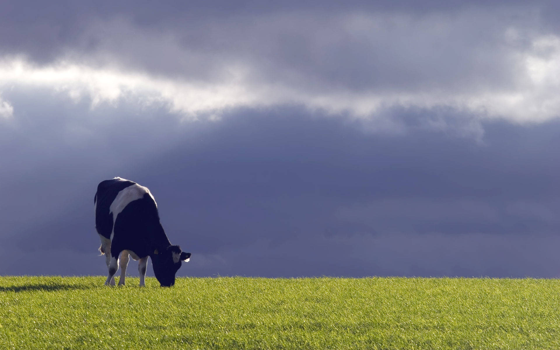 Alone Black And White Farm Animal Cattle