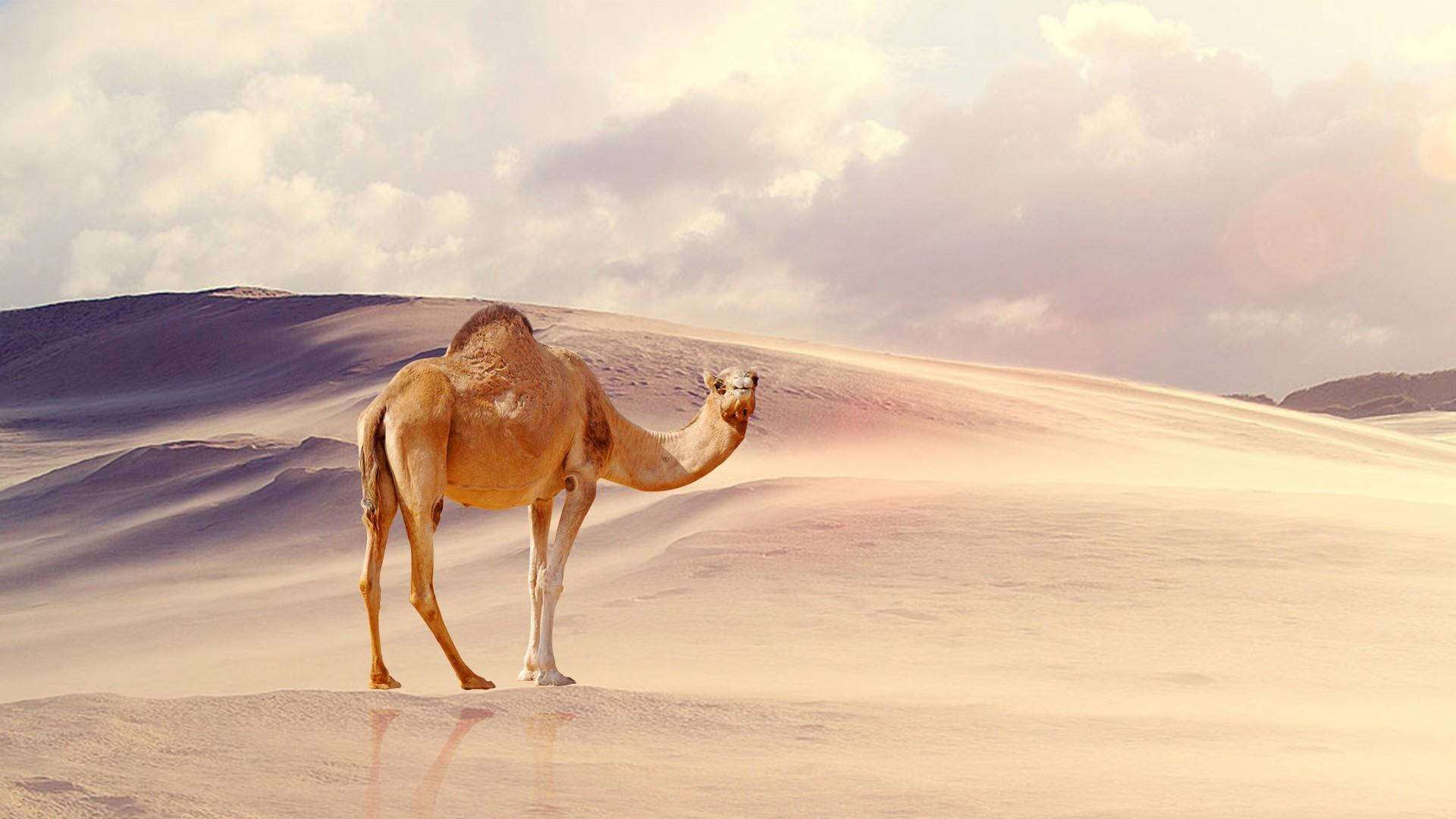 Alone Camel In Desert Background