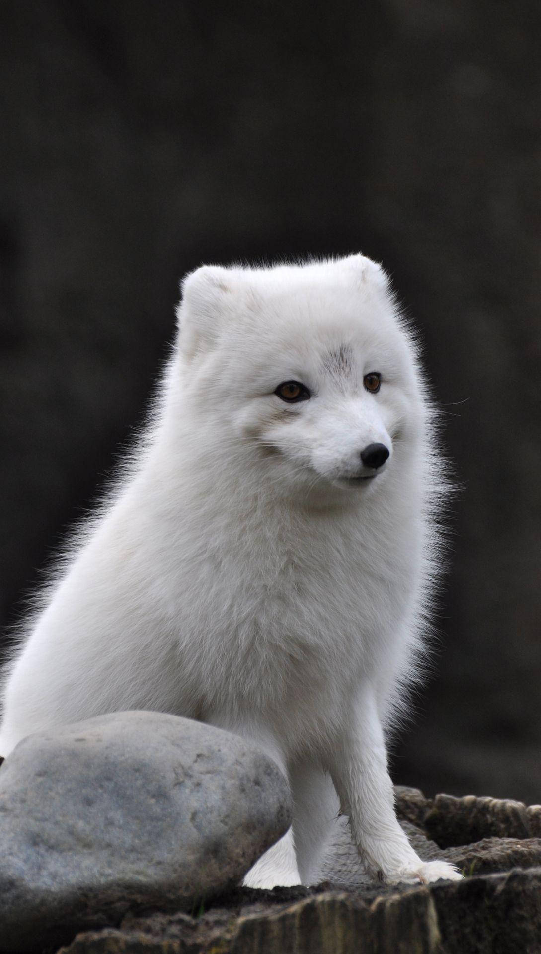 Alone Fuzzy White Fox