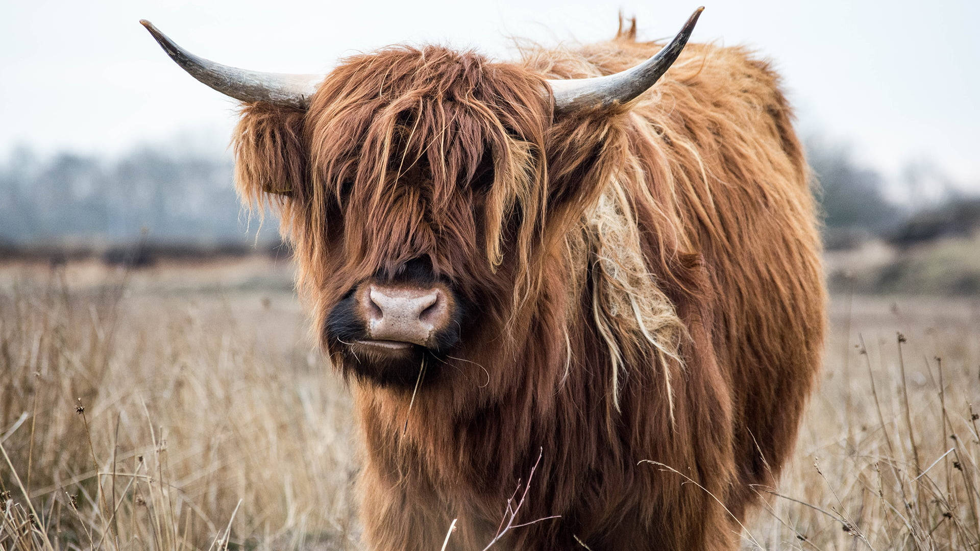 Alone Iconic Cattle Of Scotland Background