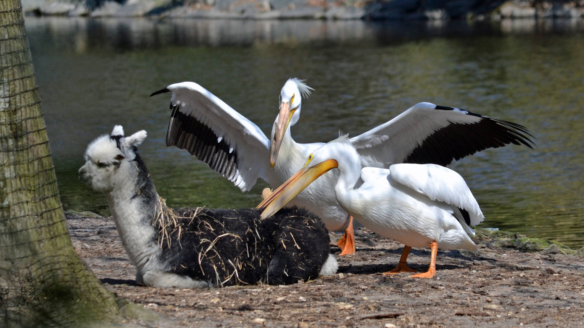 Alpaca And Pelican Birds Background