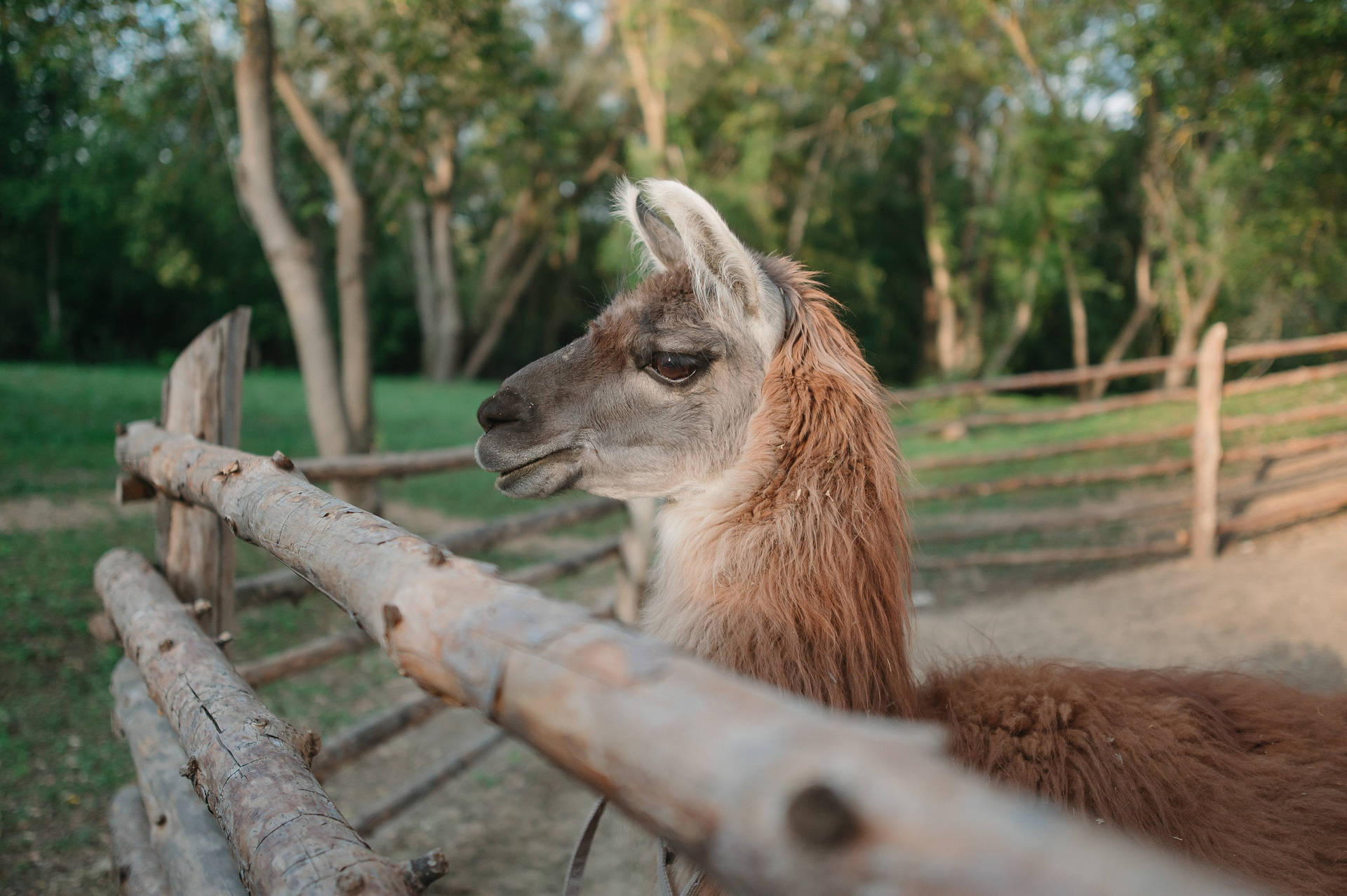 Alpaca By A Wooden Fence Background